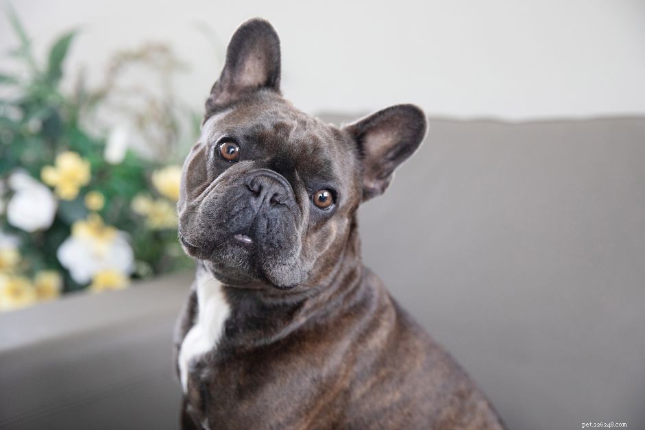 Top 10 Brindle Dog Breeds: Elegant Coats & Trusted Choices