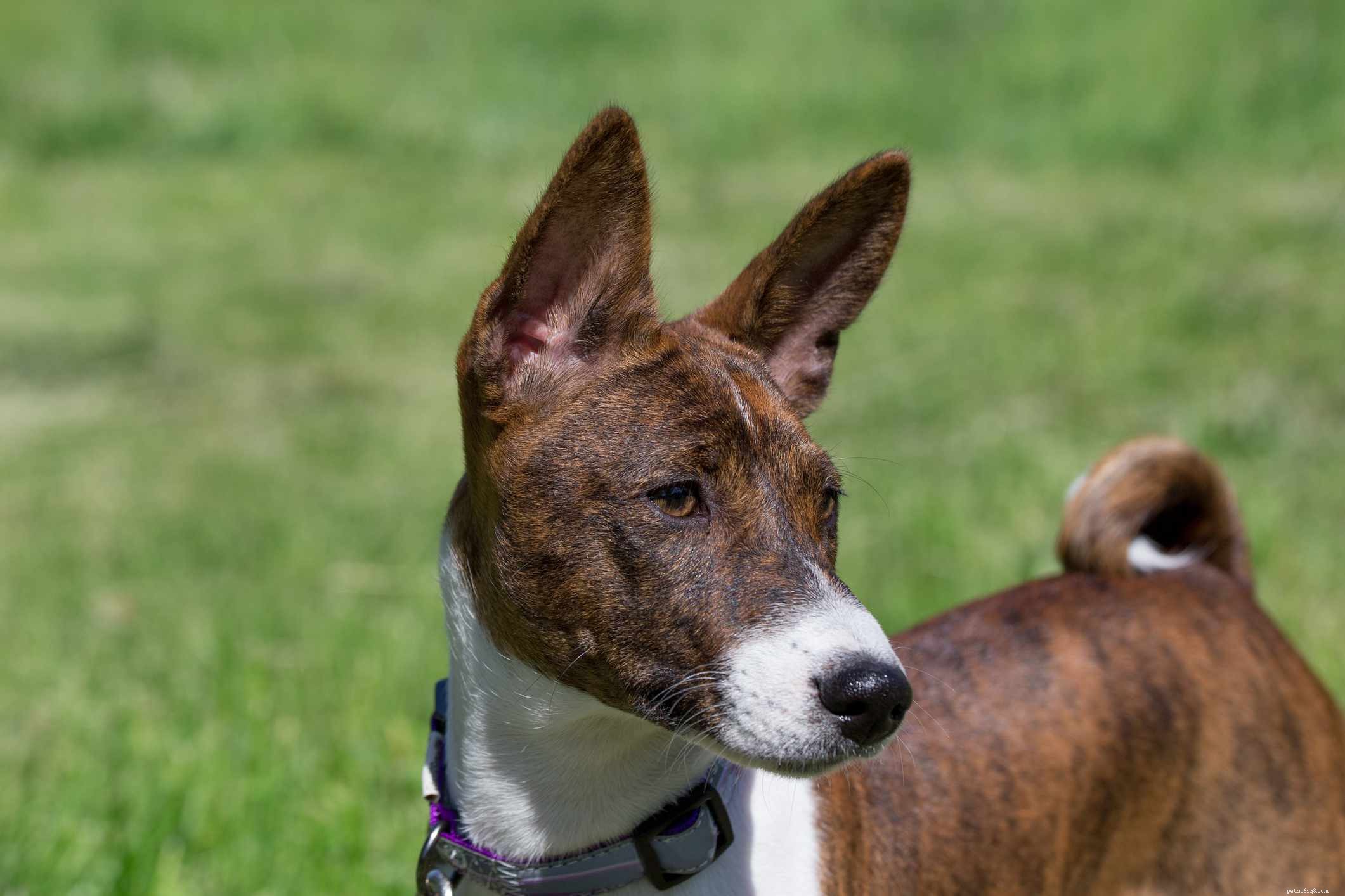 Top 10 Brindle Dog Breeds: Elegant Coats & Trusted Choices