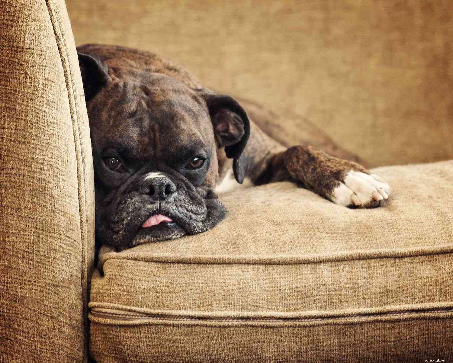Top 10 Brindle Dog Breeds: Elegant Coats & Trusted Choices