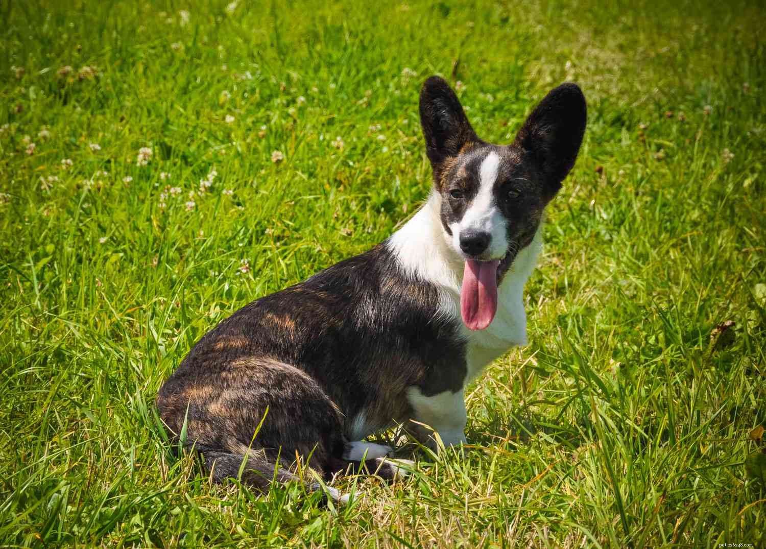 Top 10 Brindle Dog Breeds: Elegant Coats & Trusted Choices