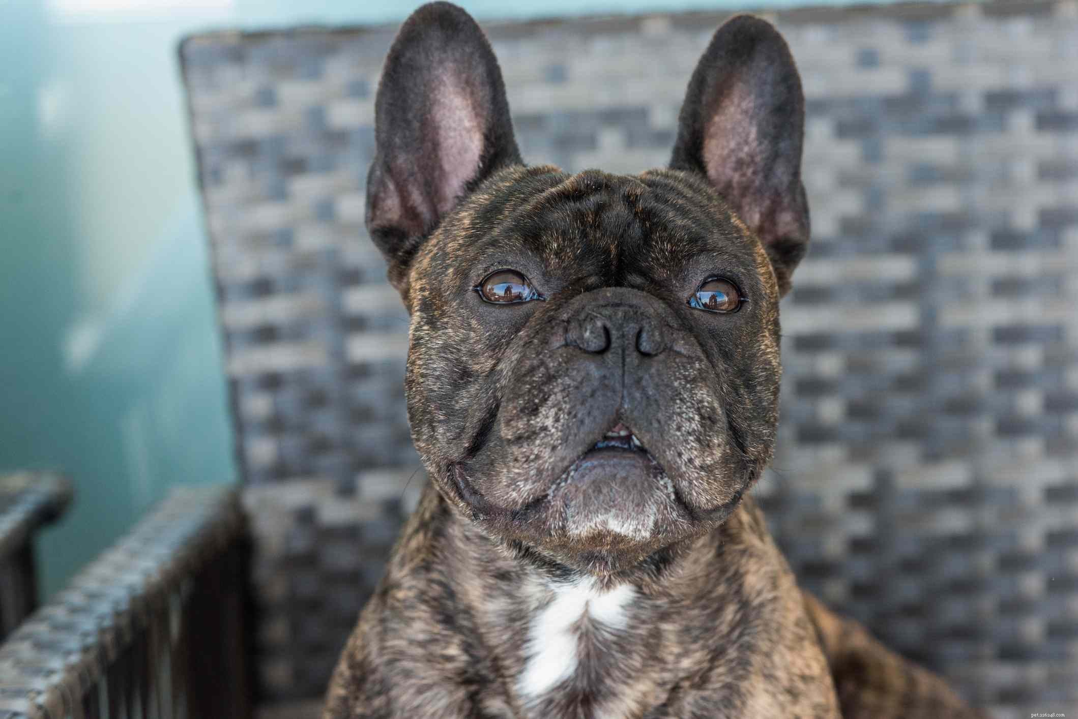 Top 10 Brindle Dog Breeds: Elegant Coats & Trusted Choices