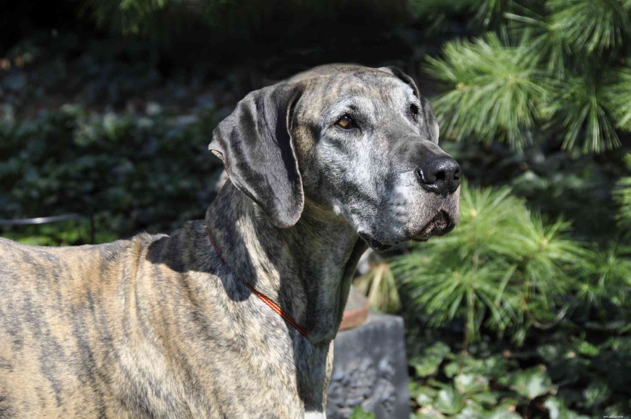 Top 10 Brindle Dog Breeds: Elegant Coats & Trusted Choices