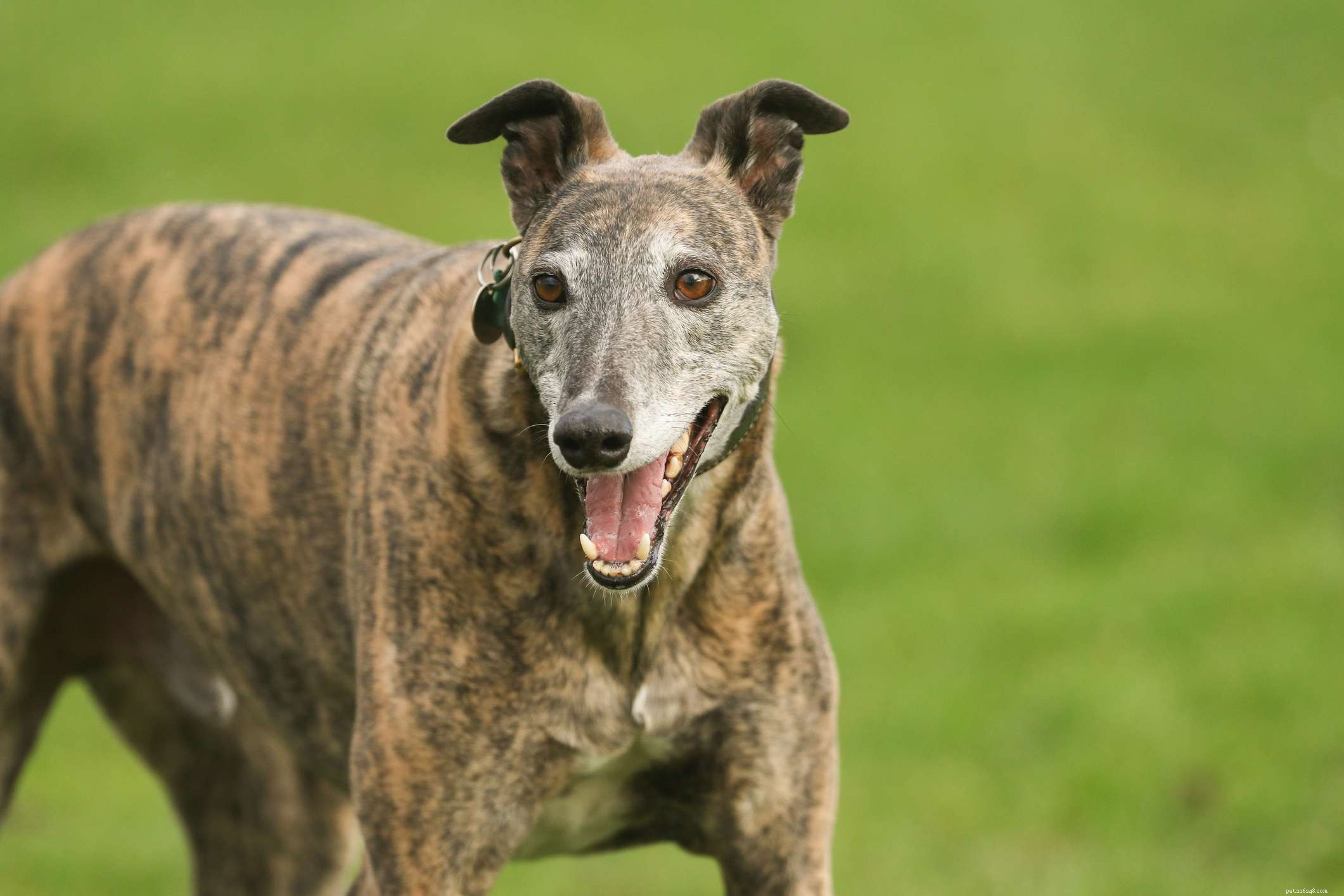 Top 10 Brindle Dog Breeds: Elegant Coats & Trusted Choices