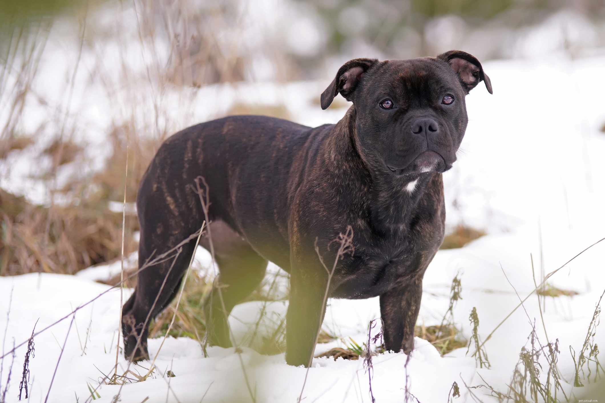 Top 10 Brindle Dog Breeds: Elegant Coats & Trusted Choices