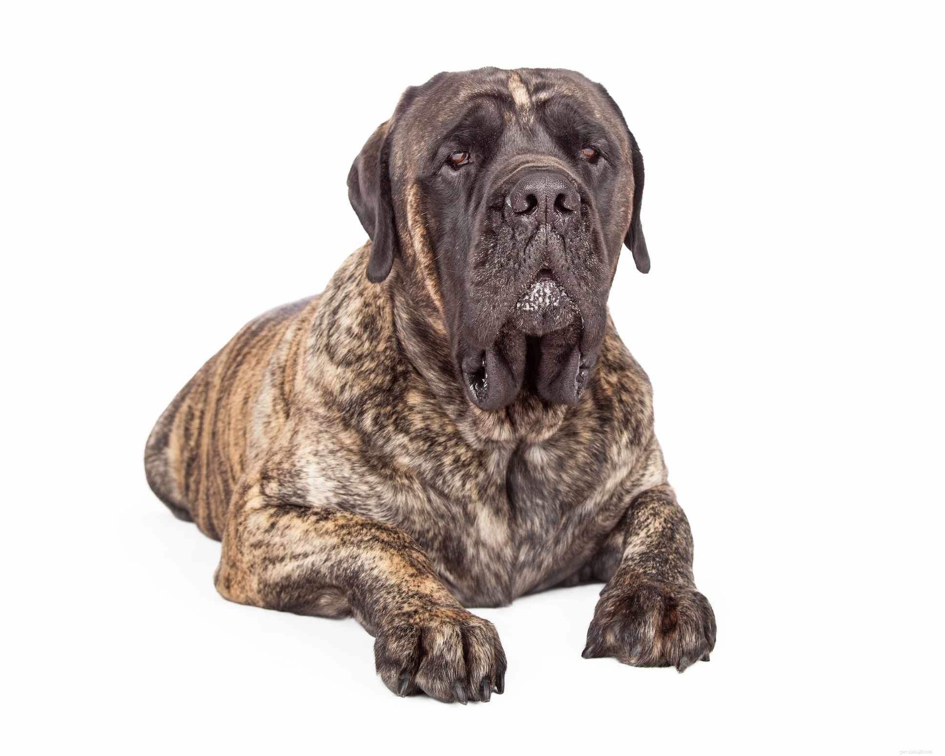 Top 10 Brindle Dog Breeds: Elegant Coats & Trusted Choices
