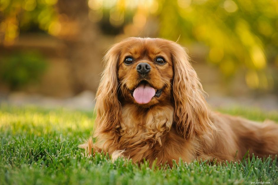 Explore 14 Top Spaniel Breeds Every Dog Enthusiast Will Love