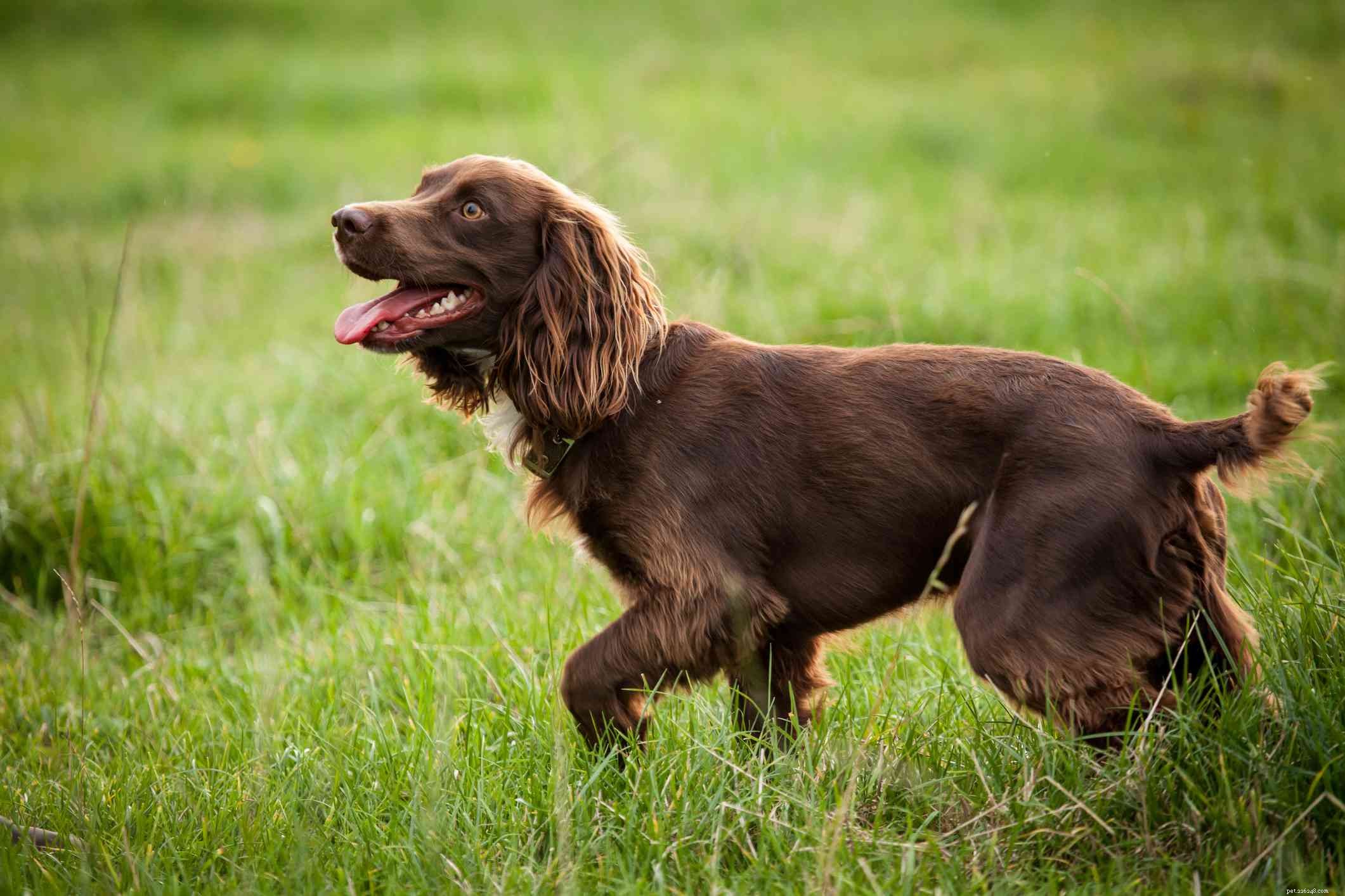 Explore 14 Top Spaniel Breeds Every Dog Enthusiast Will Love