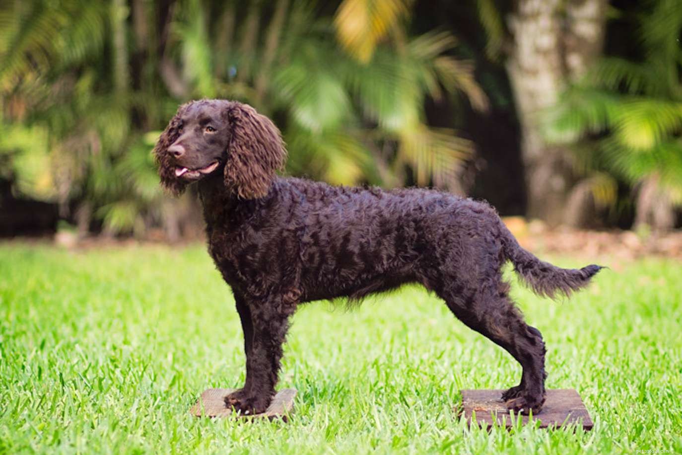 Explore 14 Top Spaniel Breeds Every Dog Enthusiast Will Love