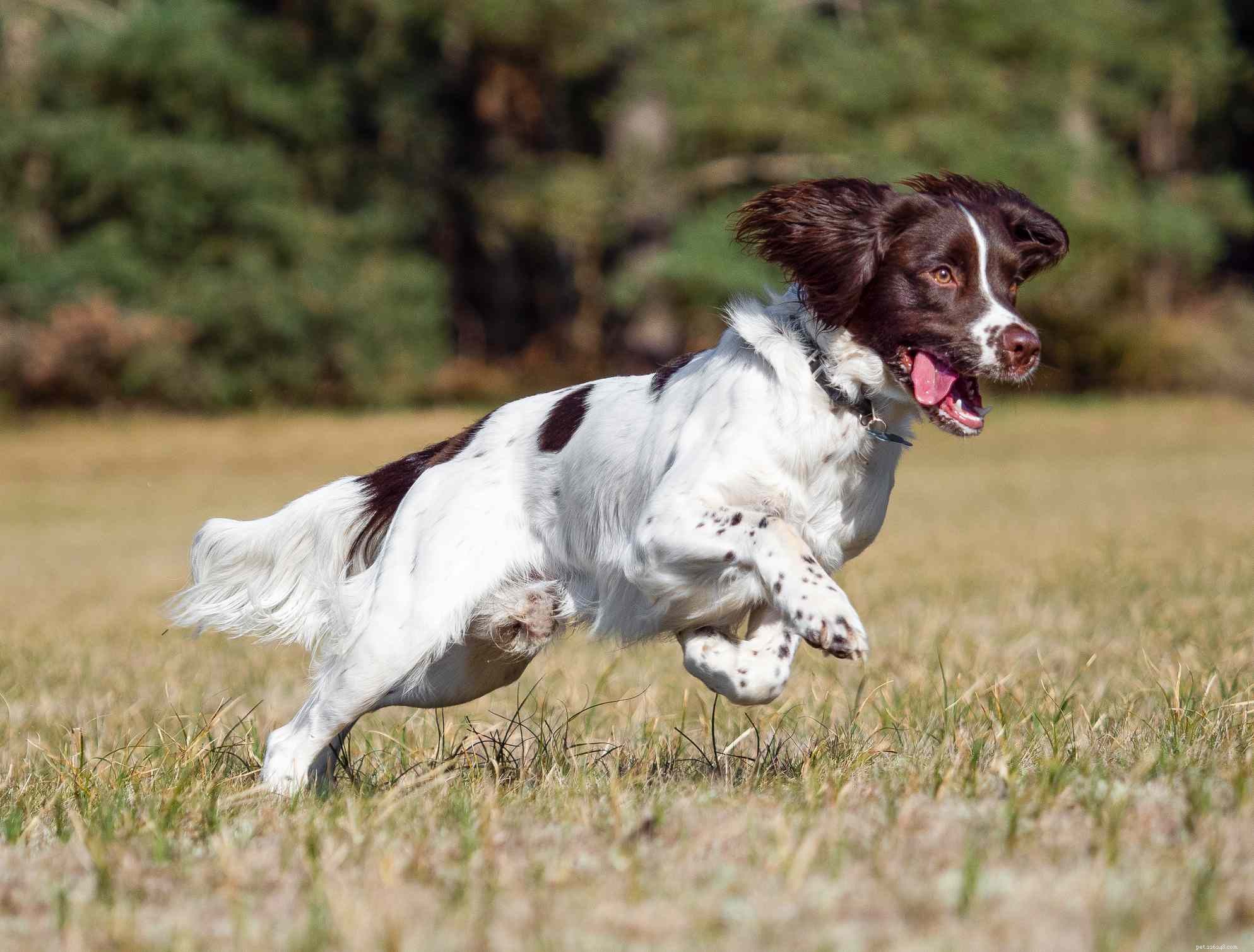 Explore 14 Top Spaniel Breeds Every Dog Enthusiast Will Love