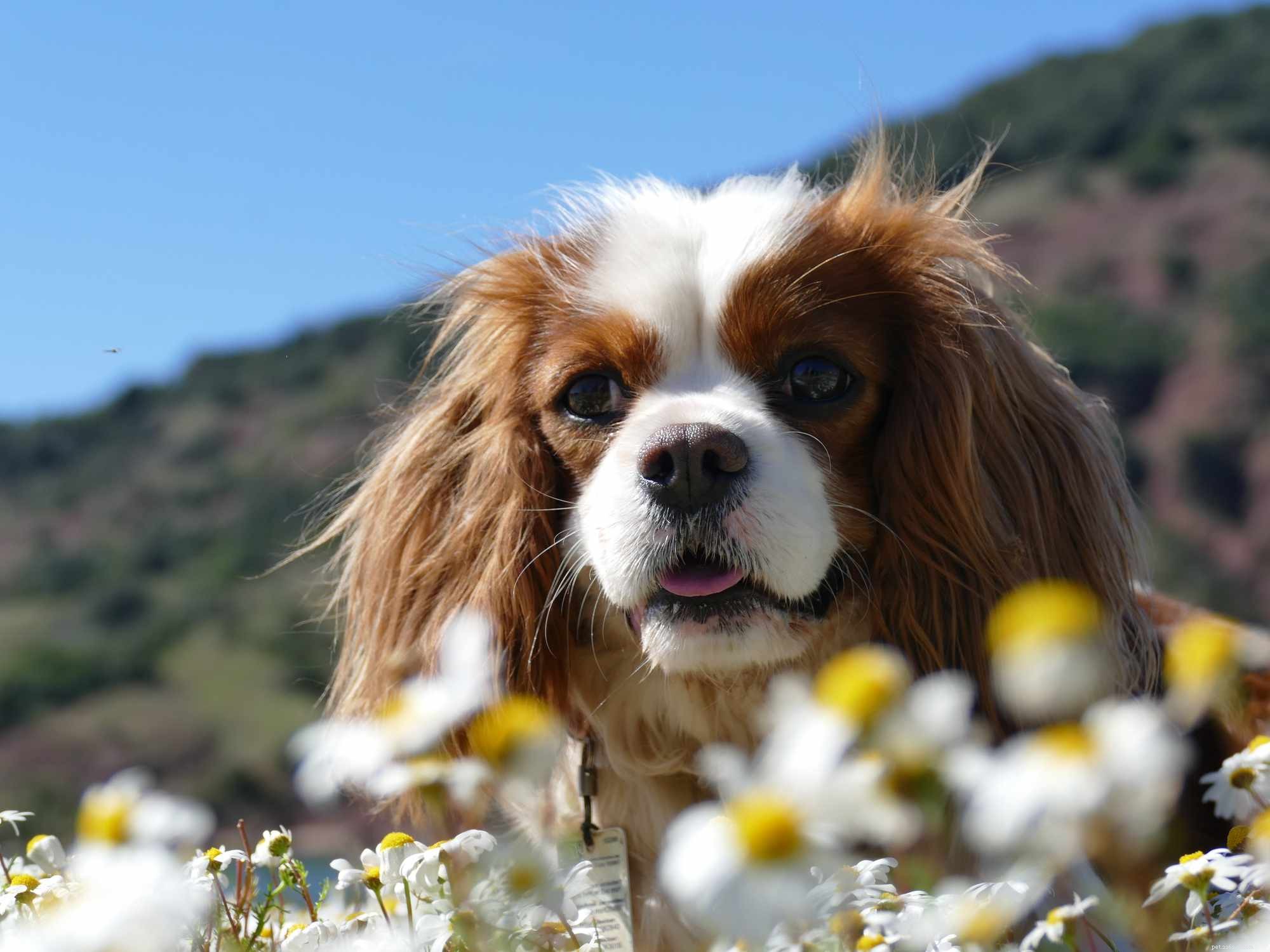 Explore 14 Top Spaniel Breeds Every Dog Enthusiast Will Love