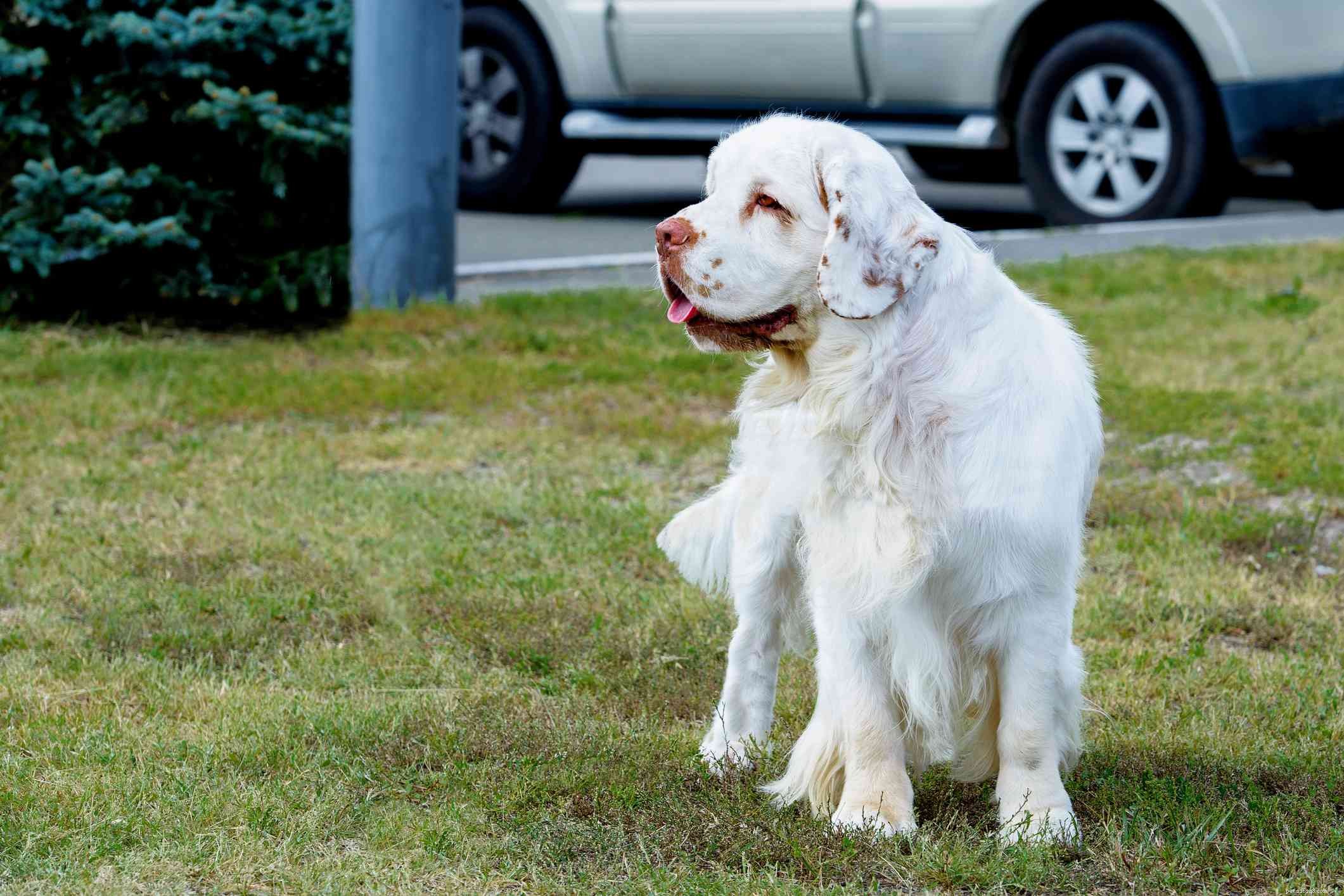 Explore 14 Top Spaniel Breeds Every Dog Enthusiast Will Love