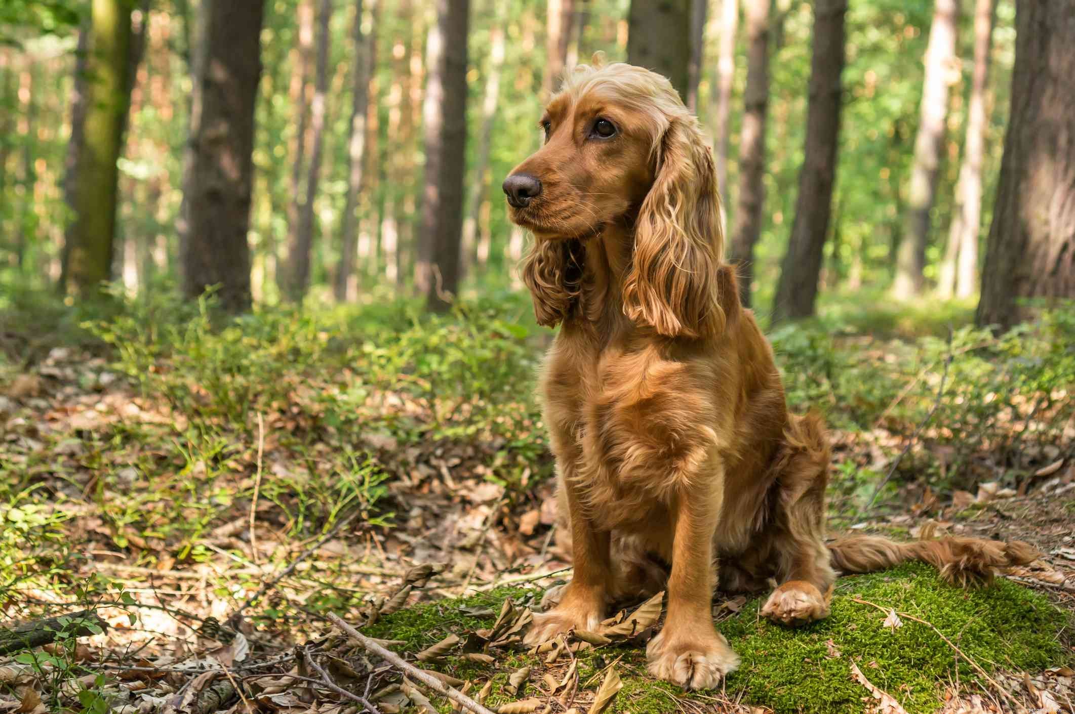 Explore 14 Top Spaniel Breeds Every Dog Enthusiast Will Love
