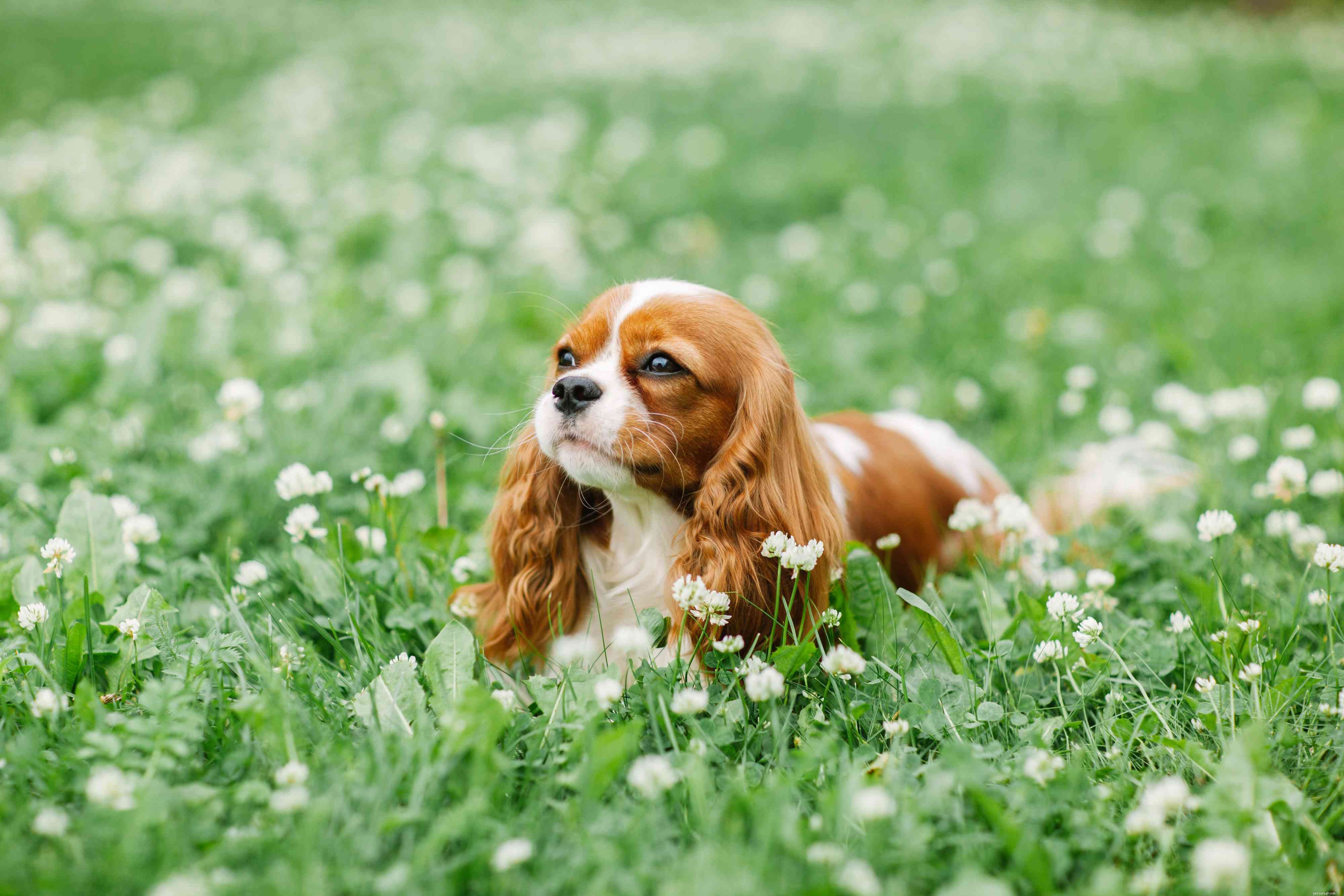 Explore 14 Top Spaniel Breeds Every Dog Enthusiast Will Love