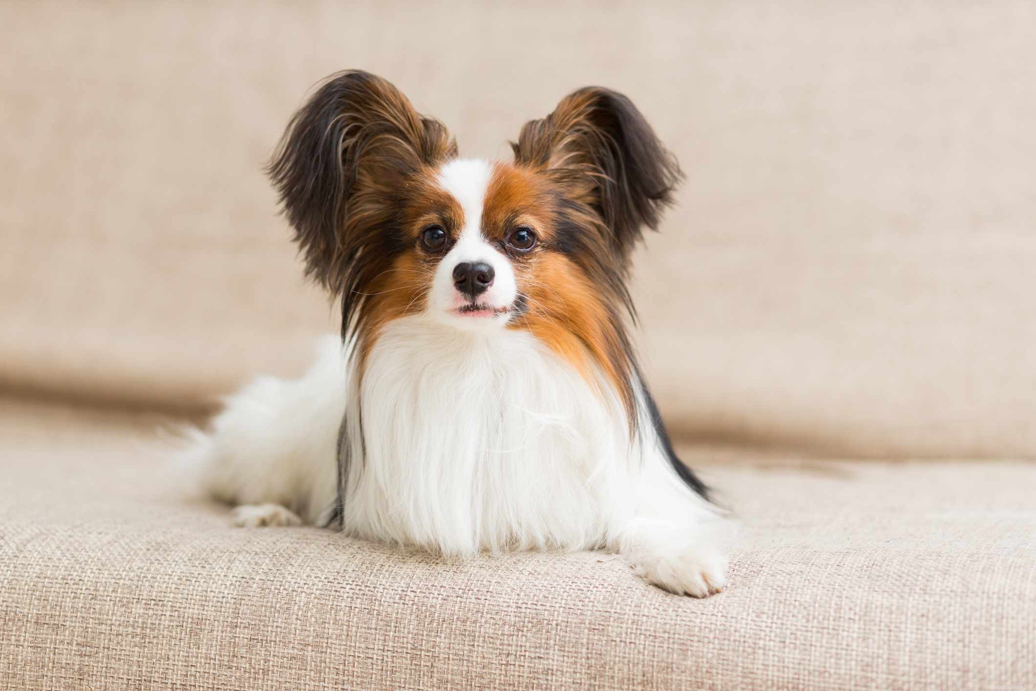 Explore 14 Top Spaniel Breeds Every Dog Enthusiast Will Love