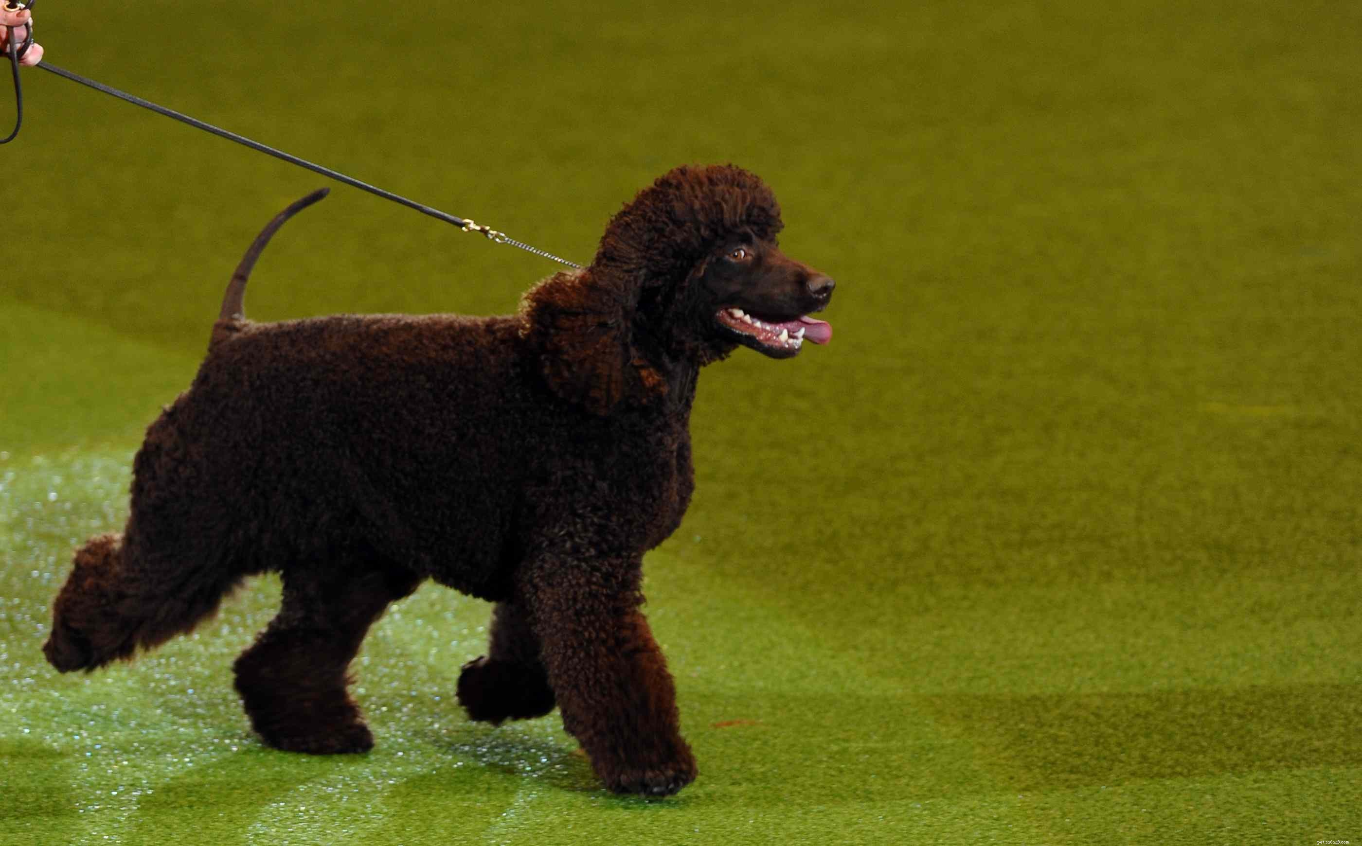 Explore 14 Top Spaniel Breeds Every Dog Enthusiast Will Love