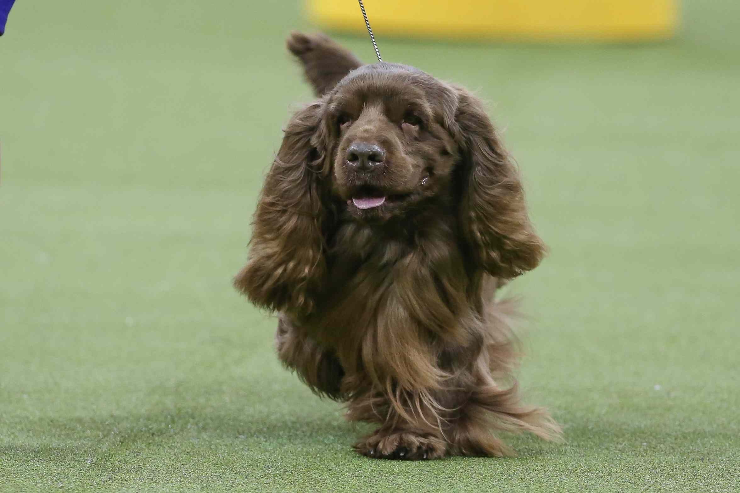 Explore 14 Top Spaniel Breeds Every Dog Enthusiast Will Love