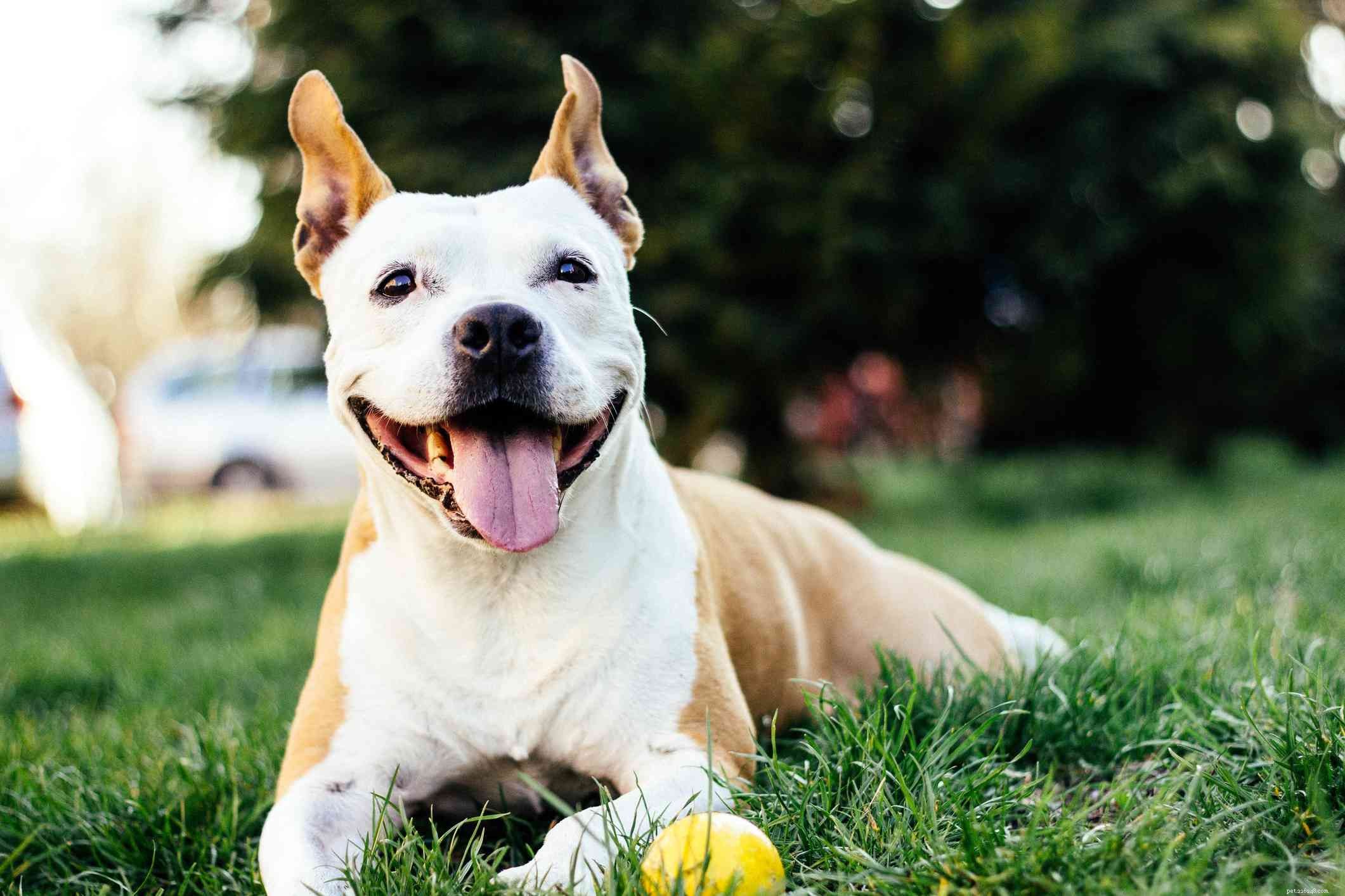 Top 13 Companion Dog Breeds: Loyal, Loving, and Perfect for Your Family