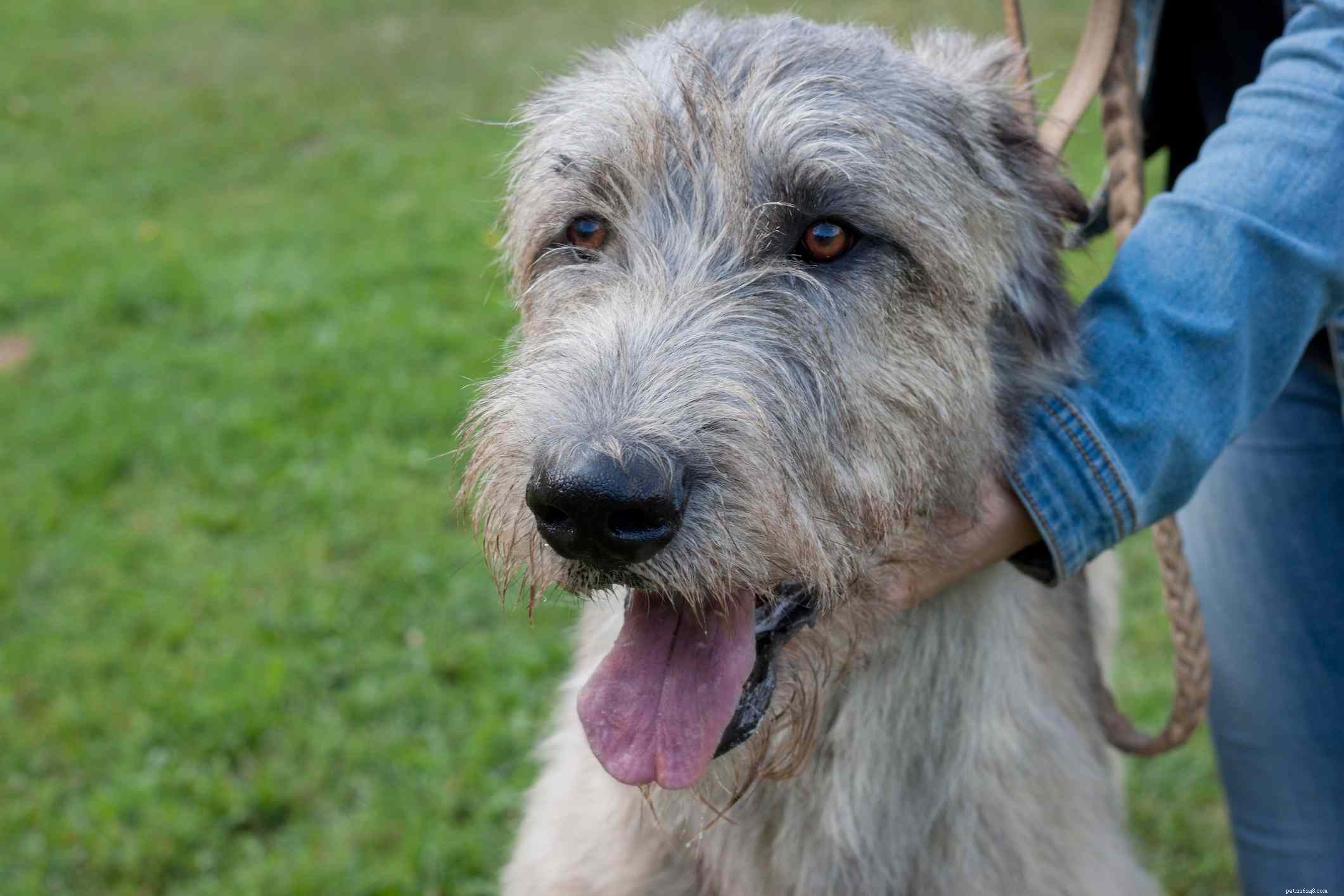 Top 13 Companion Dog Breeds: Loyal, Loving, and Perfect for Your Family