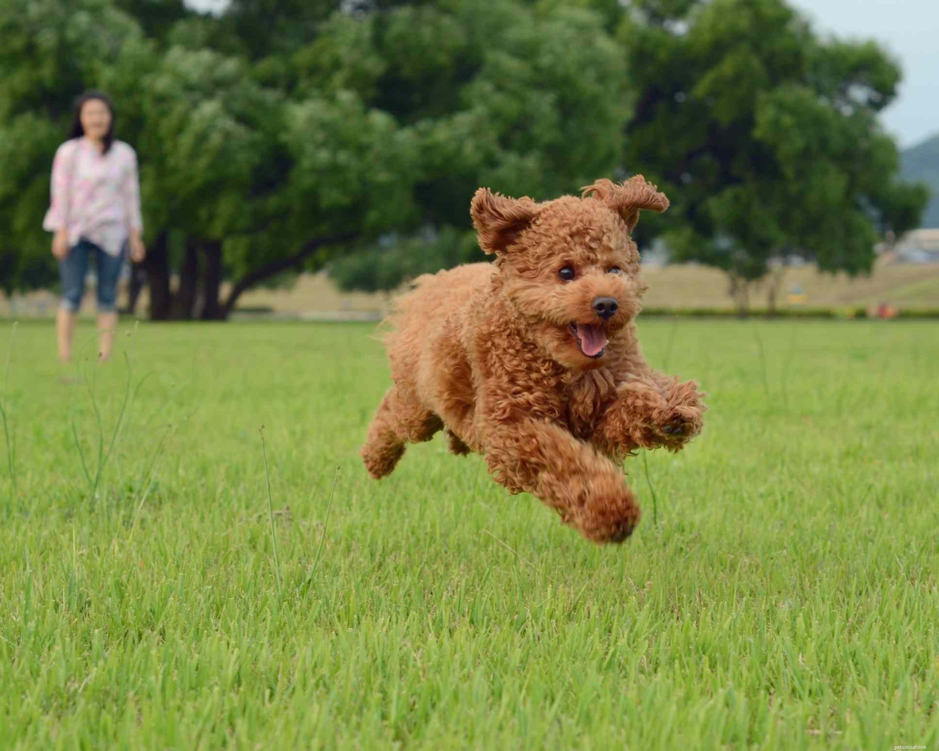 Top 13 Companion Dog Breeds: Loyal, Loving, and Perfect for Your Family