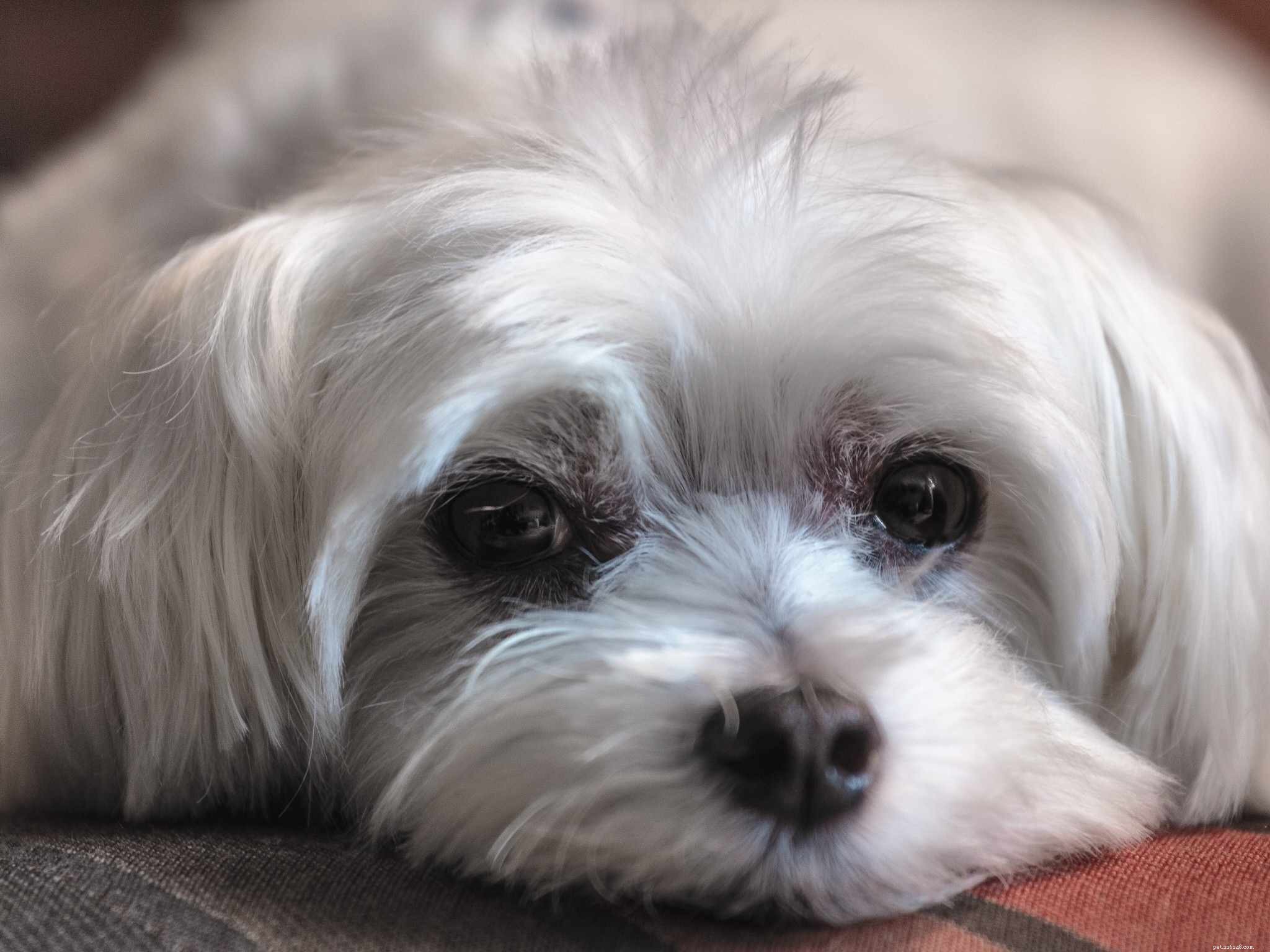 Top 13 Companion Dog Breeds: Loyal, Loving, and Perfect for Your Family