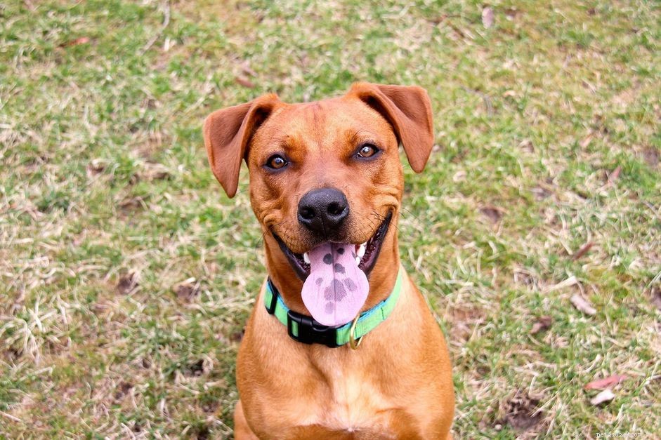 Top 10 Dog Breeds Known for Exceptional Health & Longevity