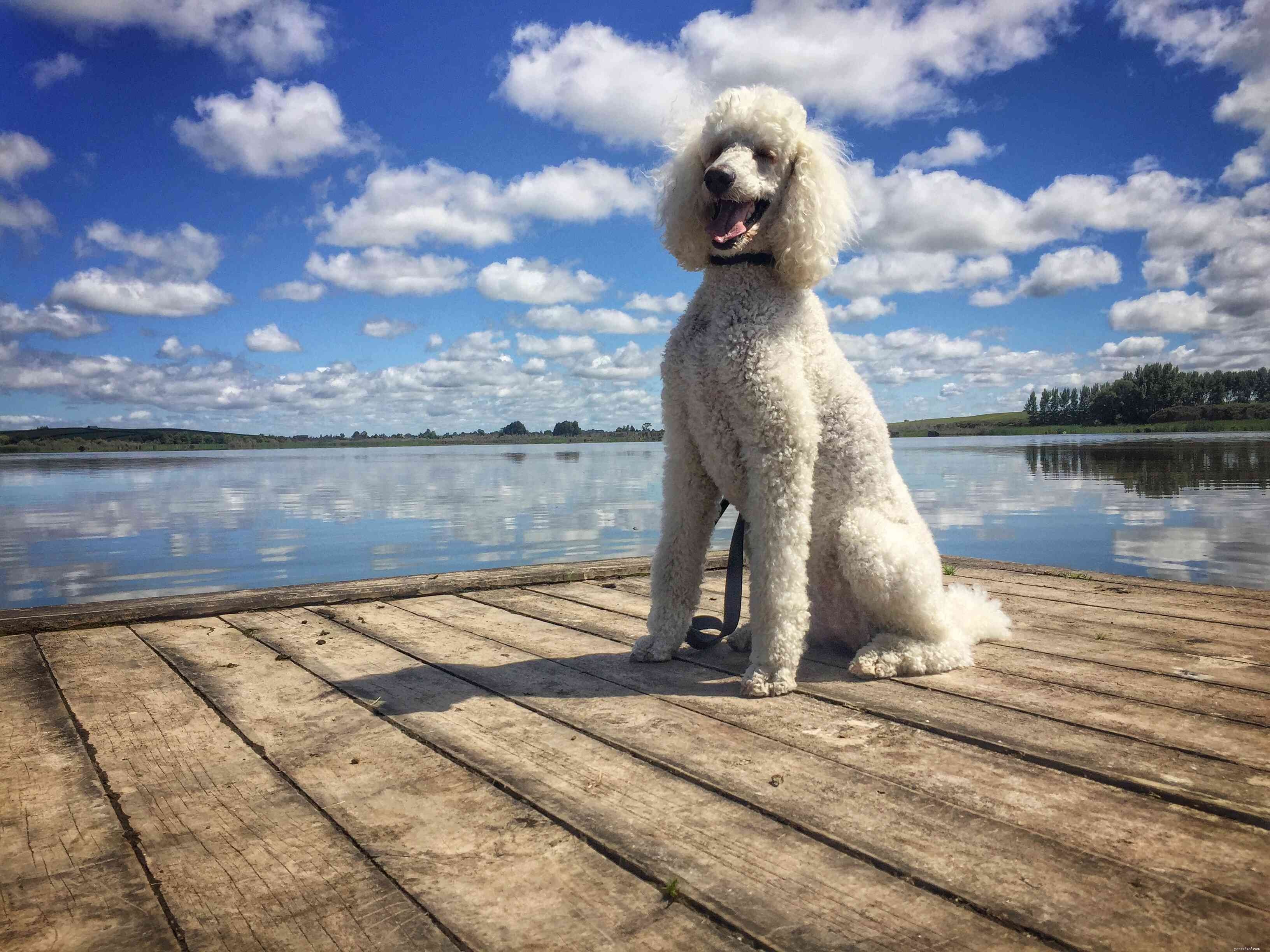 Top 10 Dog Breeds Known for Exceptional Health & Longevity