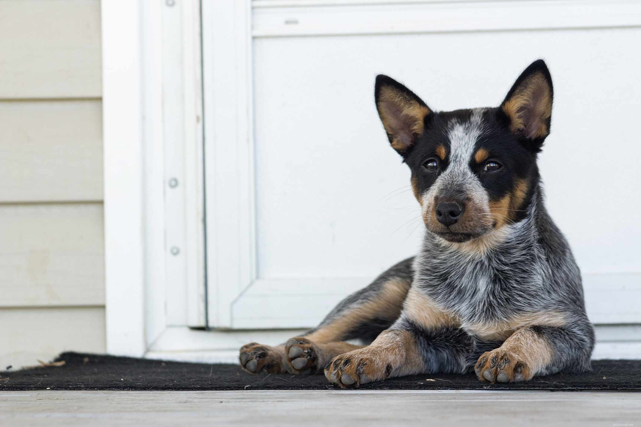 Top 10 Dog Breeds Known for Exceptional Health & Longevity