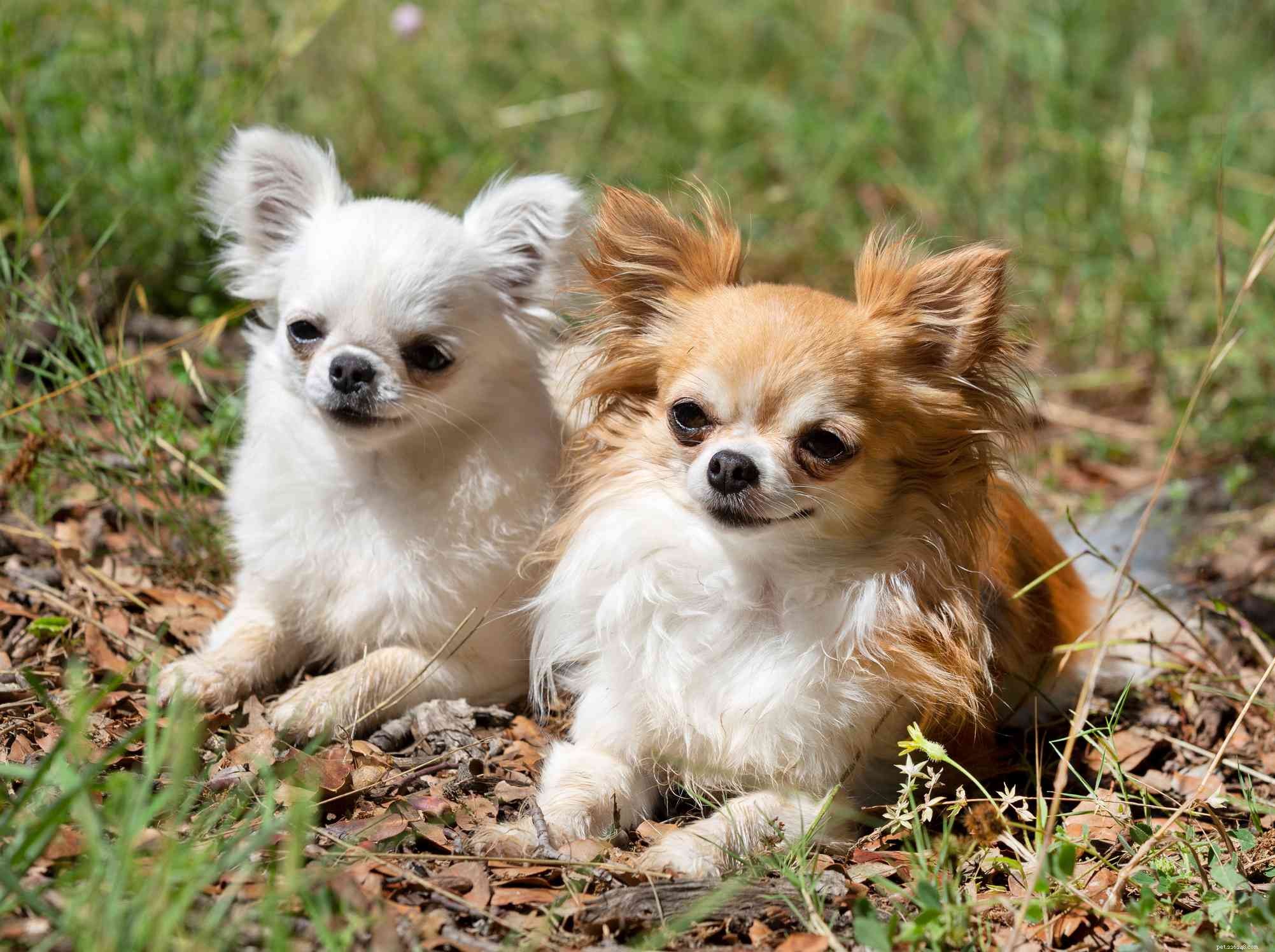Top 10 Dog Breeds Known for Exceptional Health & Longevity