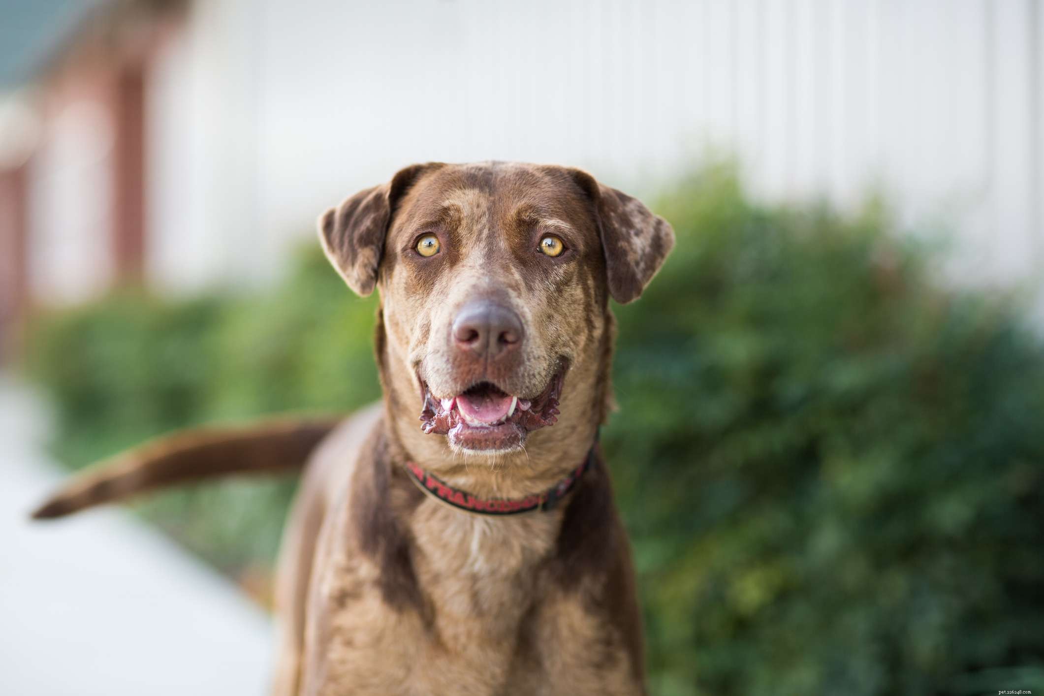 Top 10 Dog Breeds Known for Exceptional Health & Longevity