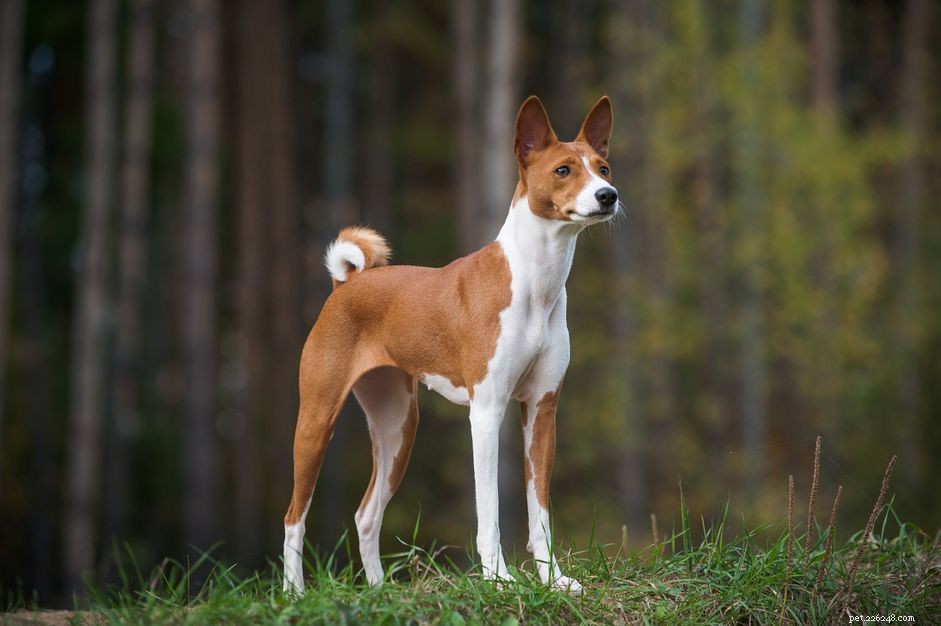 Explore 6 Legendary Dog Breeds From Ancient Egypt