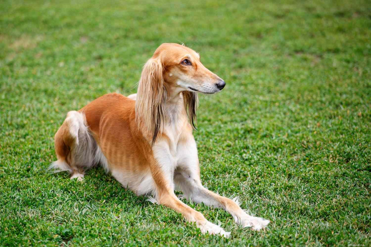 Explore 6 Legendary Dog Breeds From Ancient Egypt