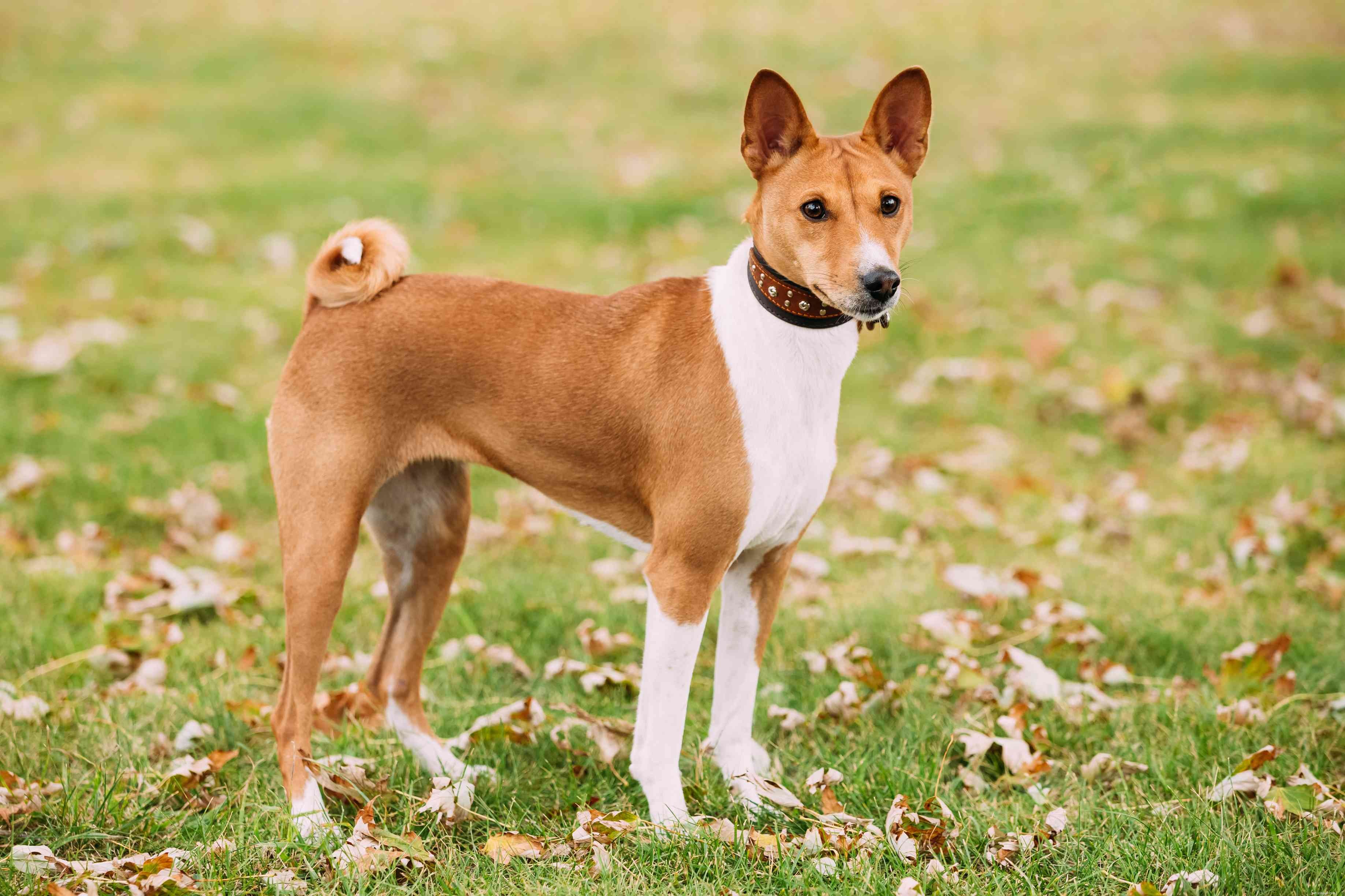 Explore 6 Legendary Dog Breeds From Ancient Egypt