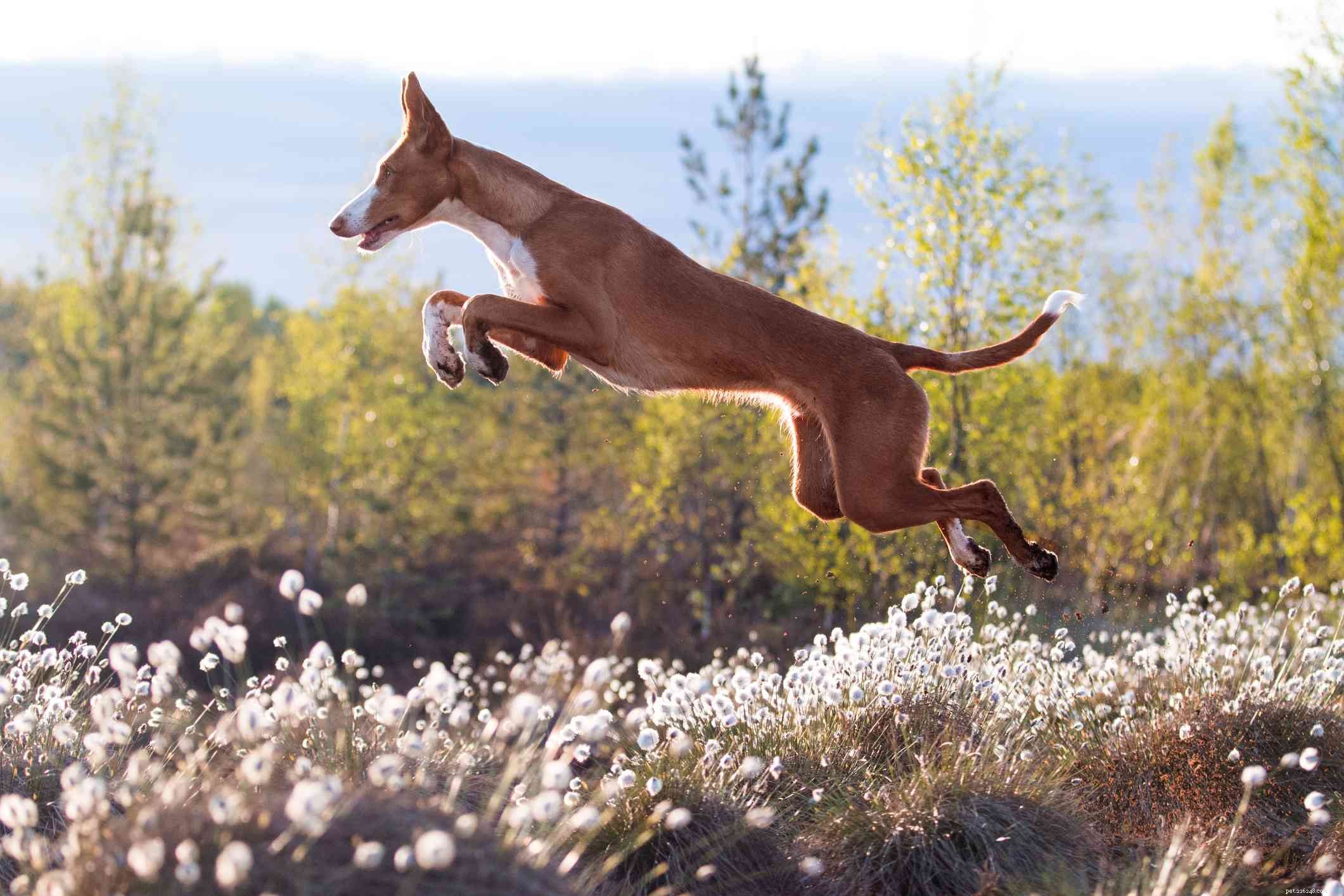 Explore 6 Legendary Dog Breeds From Ancient Egypt