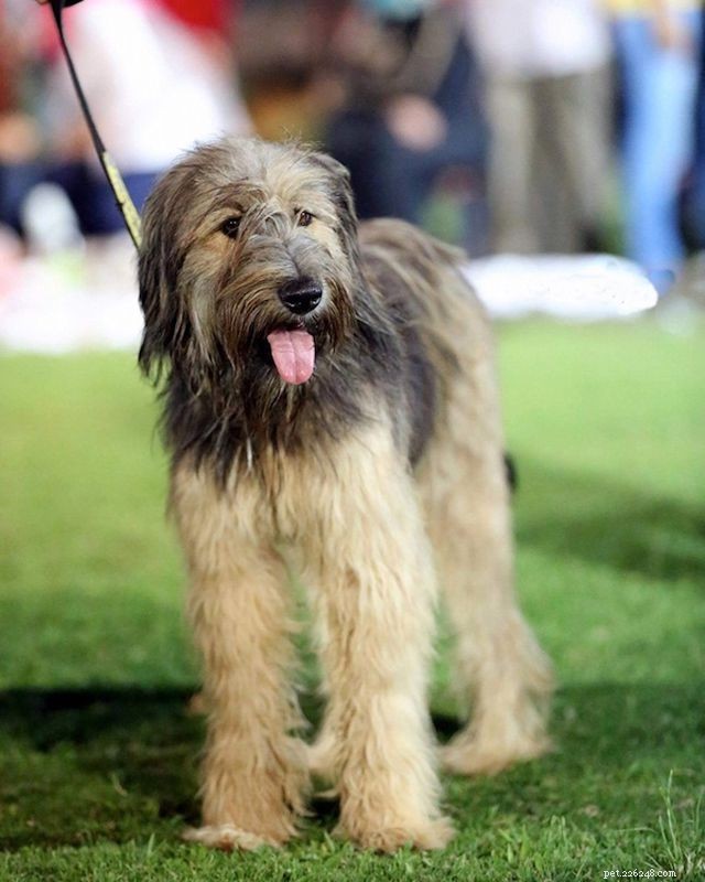 Explore 6 Legendary Dog Breeds From Ancient Egypt