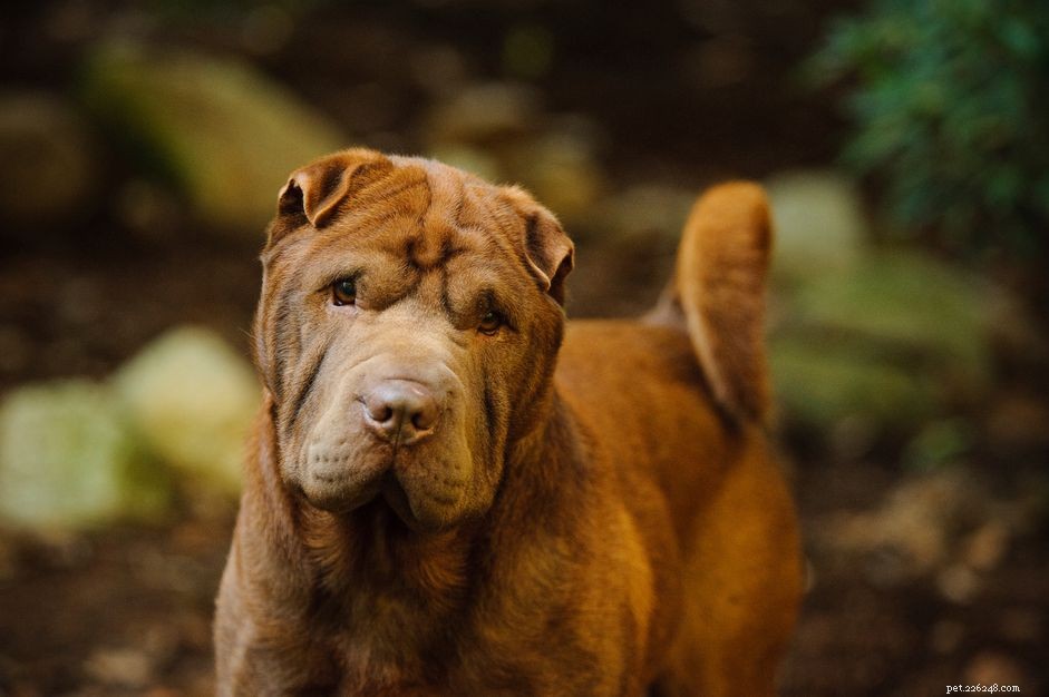 Explore 12 Distinct Chinese Dog Breeds – From Lapdogs to Guard Dogs