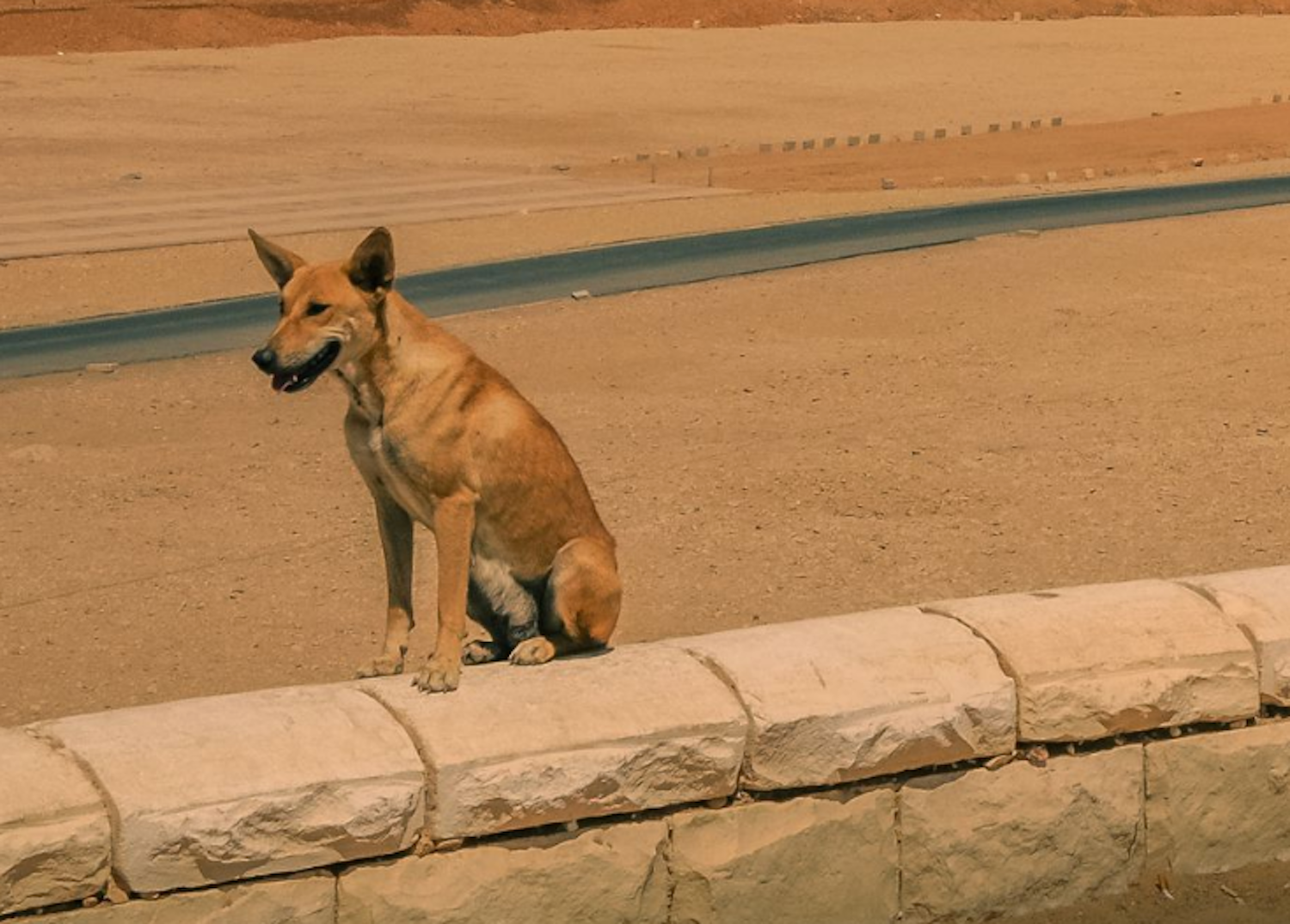 Explore 6 Legendary Dog Breeds From Ancient Egypt