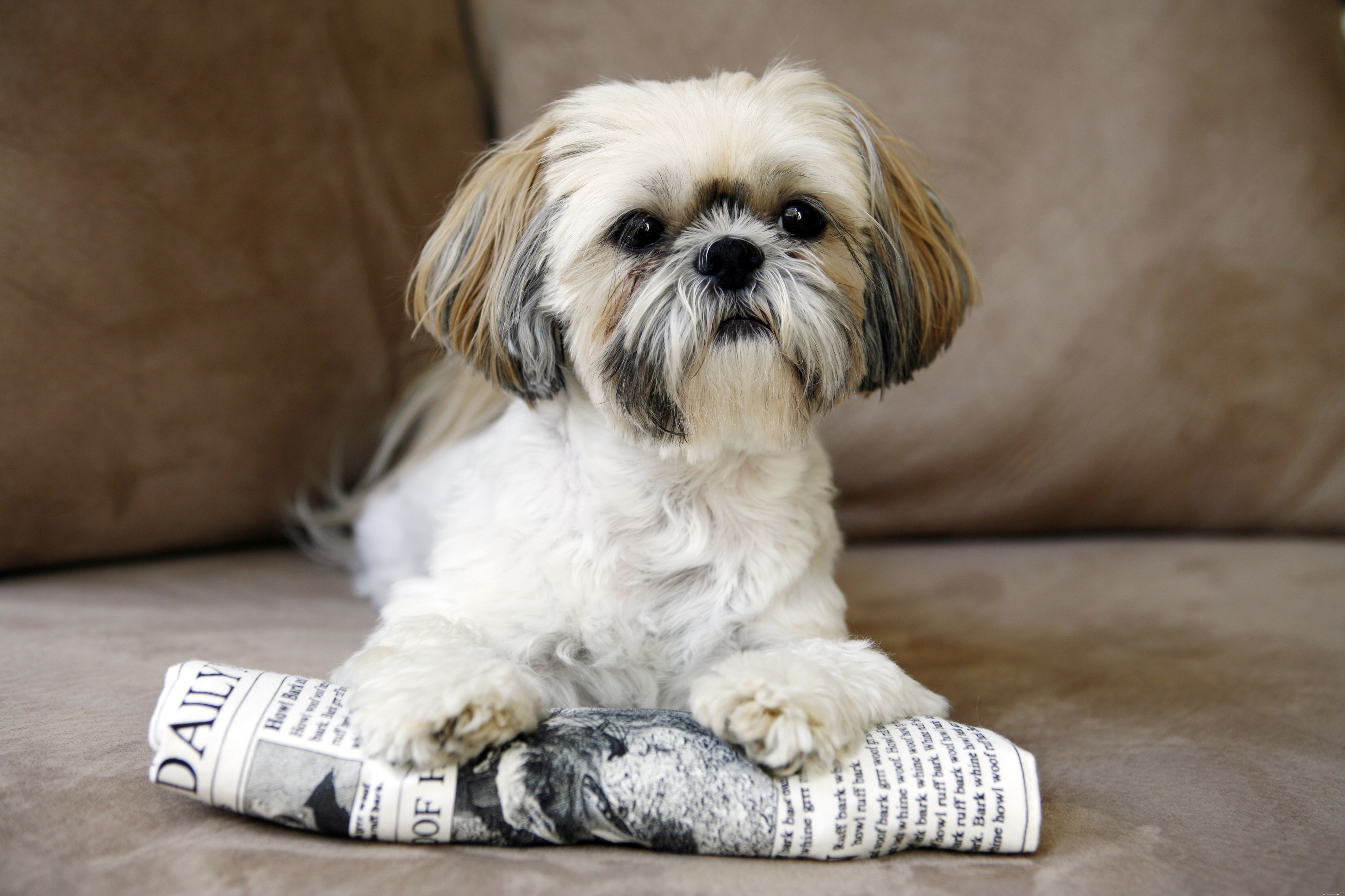Explore 12 Distinct Chinese Dog Breeds – From Lapdogs to Guard Dogs