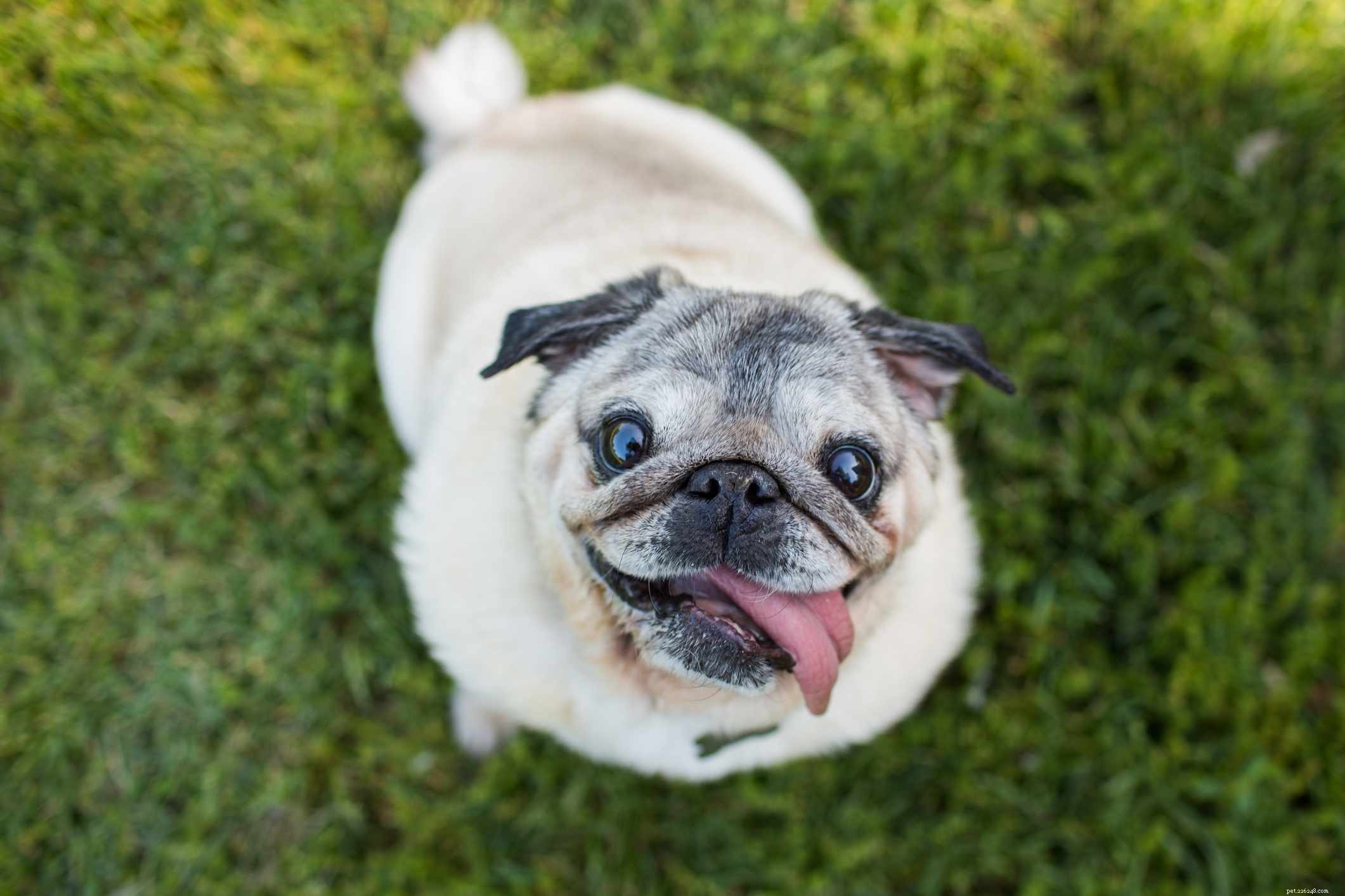 Explore 12 Distinct Chinese Dog Breeds – From Lapdogs to Guard Dogs