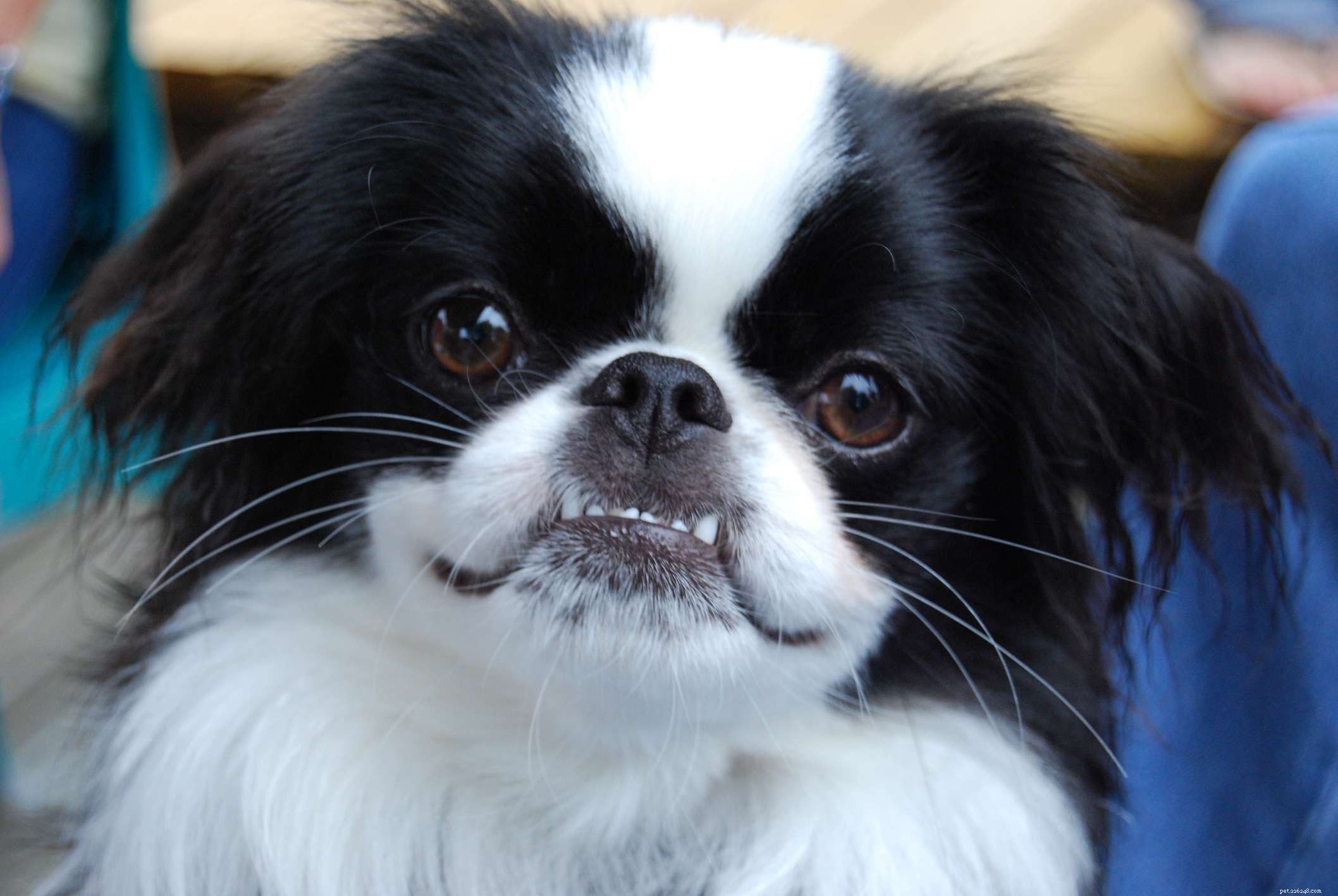 Explore 12 Distinct Chinese Dog Breeds – From Lapdogs to Guard Dogs