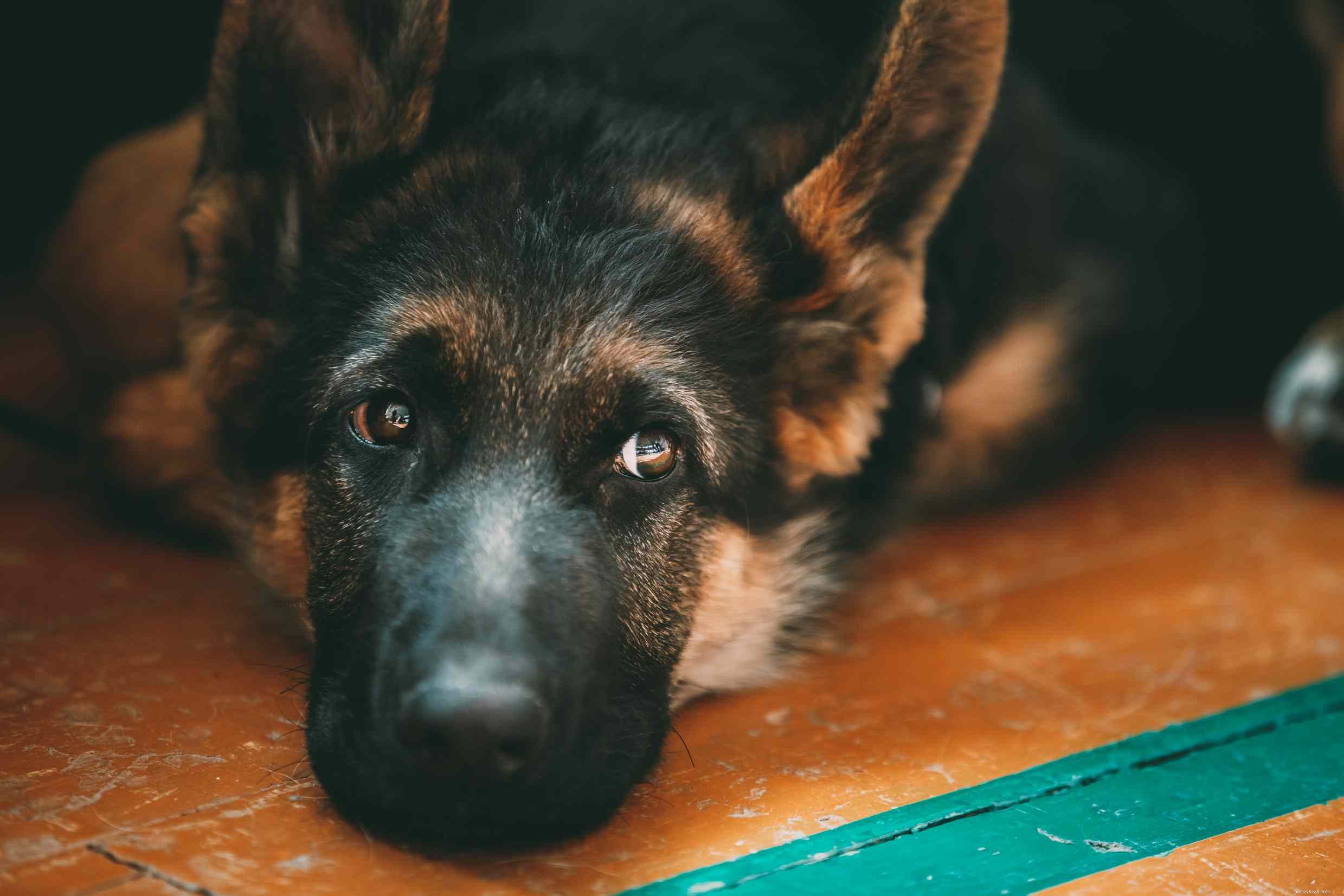 Explore 12 Distinct Chinese Dog Breeds – From Lapdogs to Guard Dogs