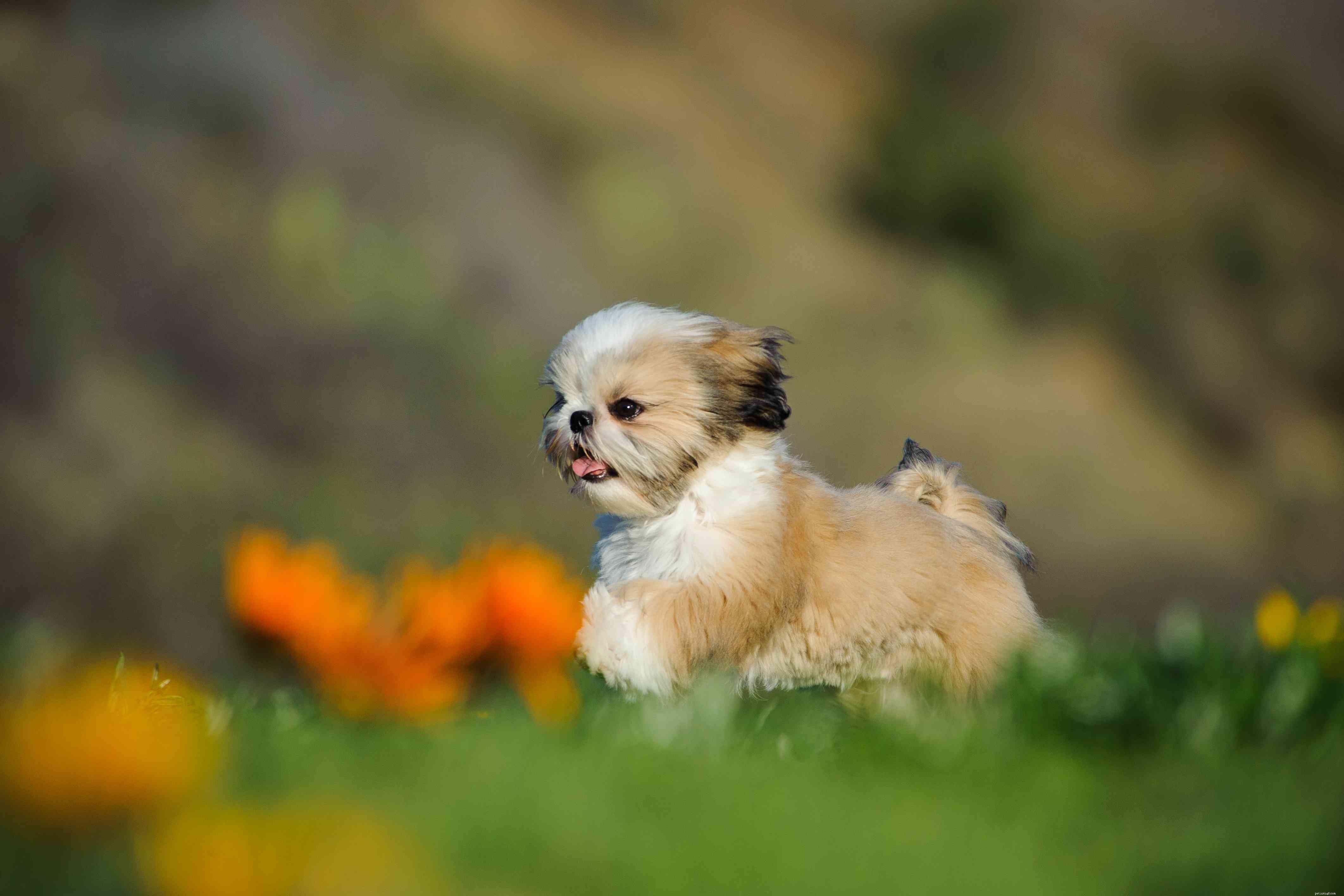 Explore 12 Distinct Chinese Dog Breeds – From Lapdogs to Guard Dogs