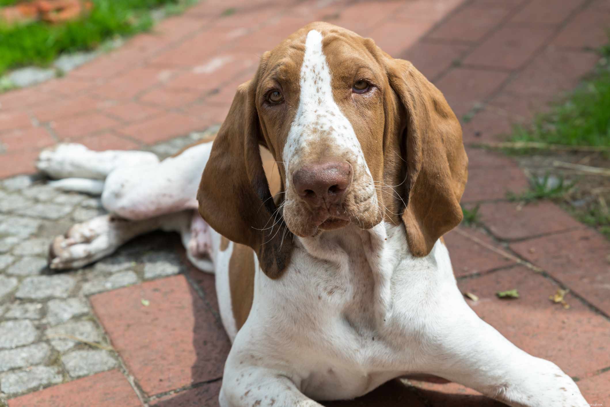 10 Pointing Dog Breeds: Tracking Mastery & Natural Instinct