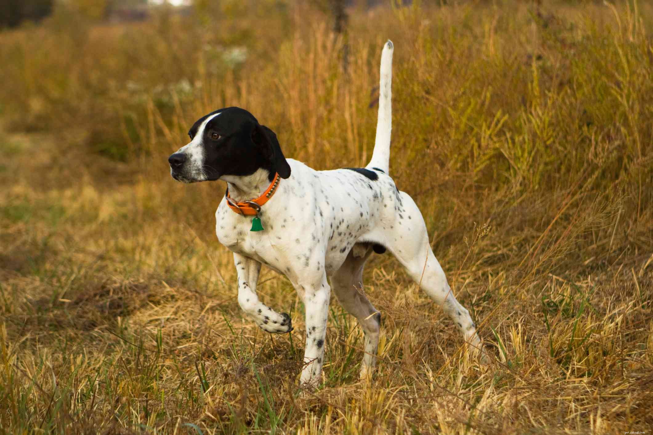 10 Pointing Dog Breeds: Tracking Mastery & Natural Instinct