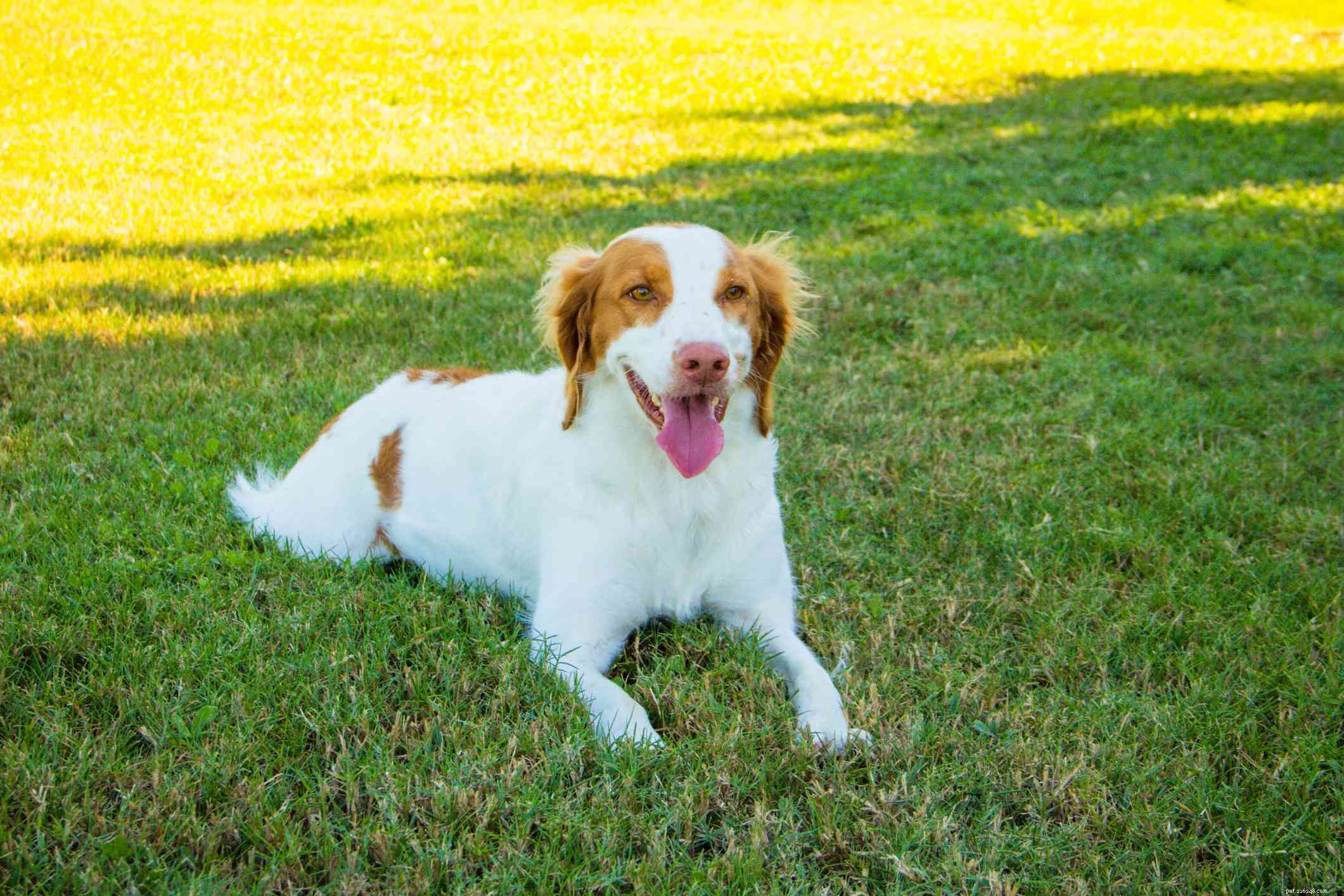 10 Pointing Dog Breeds: Tracking Mastery & Natural Instinct