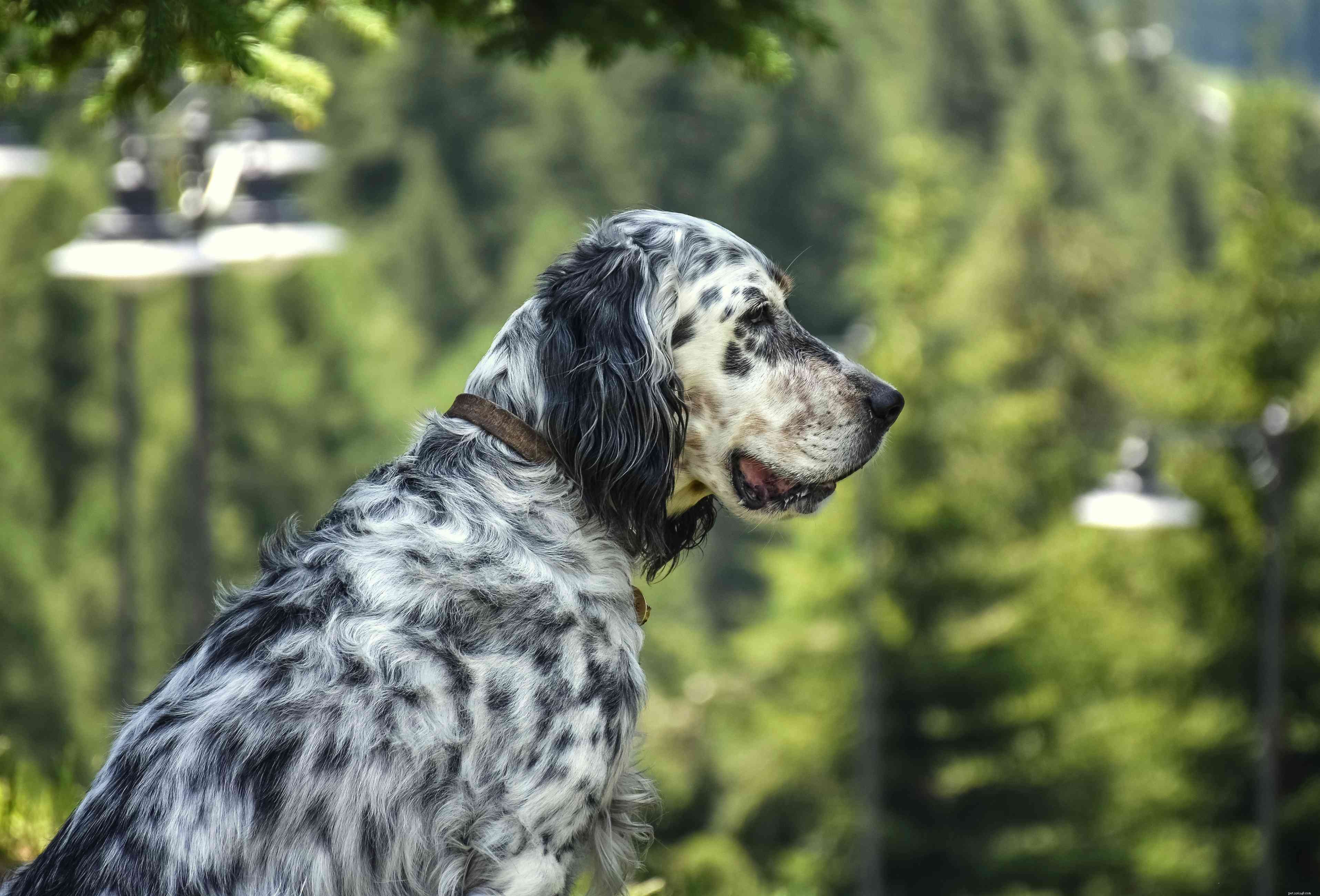 10 Pointing Dog Breeds: Tracking Mastery & Natural Instinct