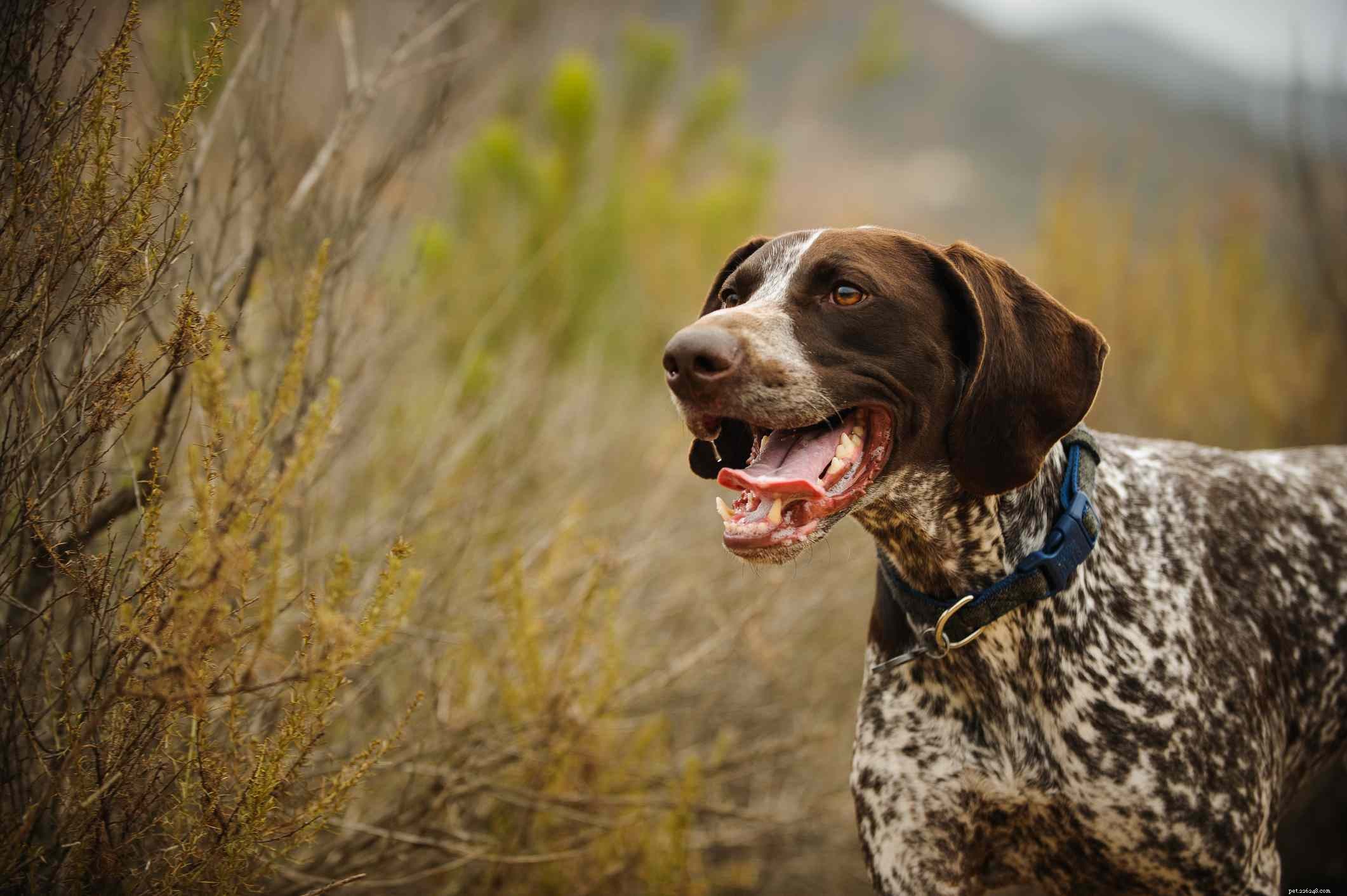 10 Pointing Dog Breeds: Tracking Mastery & Natural Instinct