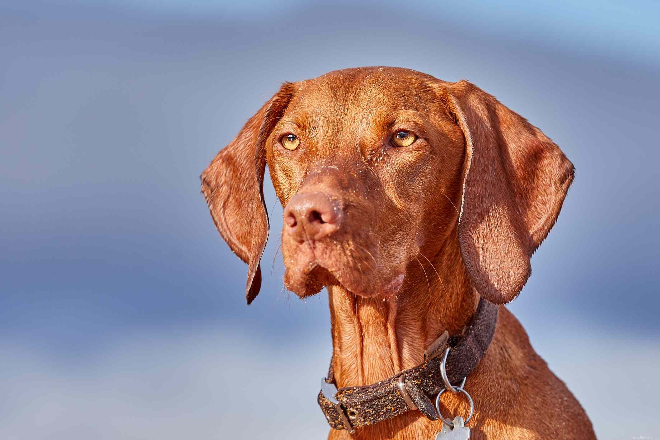 10 Pointing Dog Breeds: Tracking Mastery & Natural Instinct