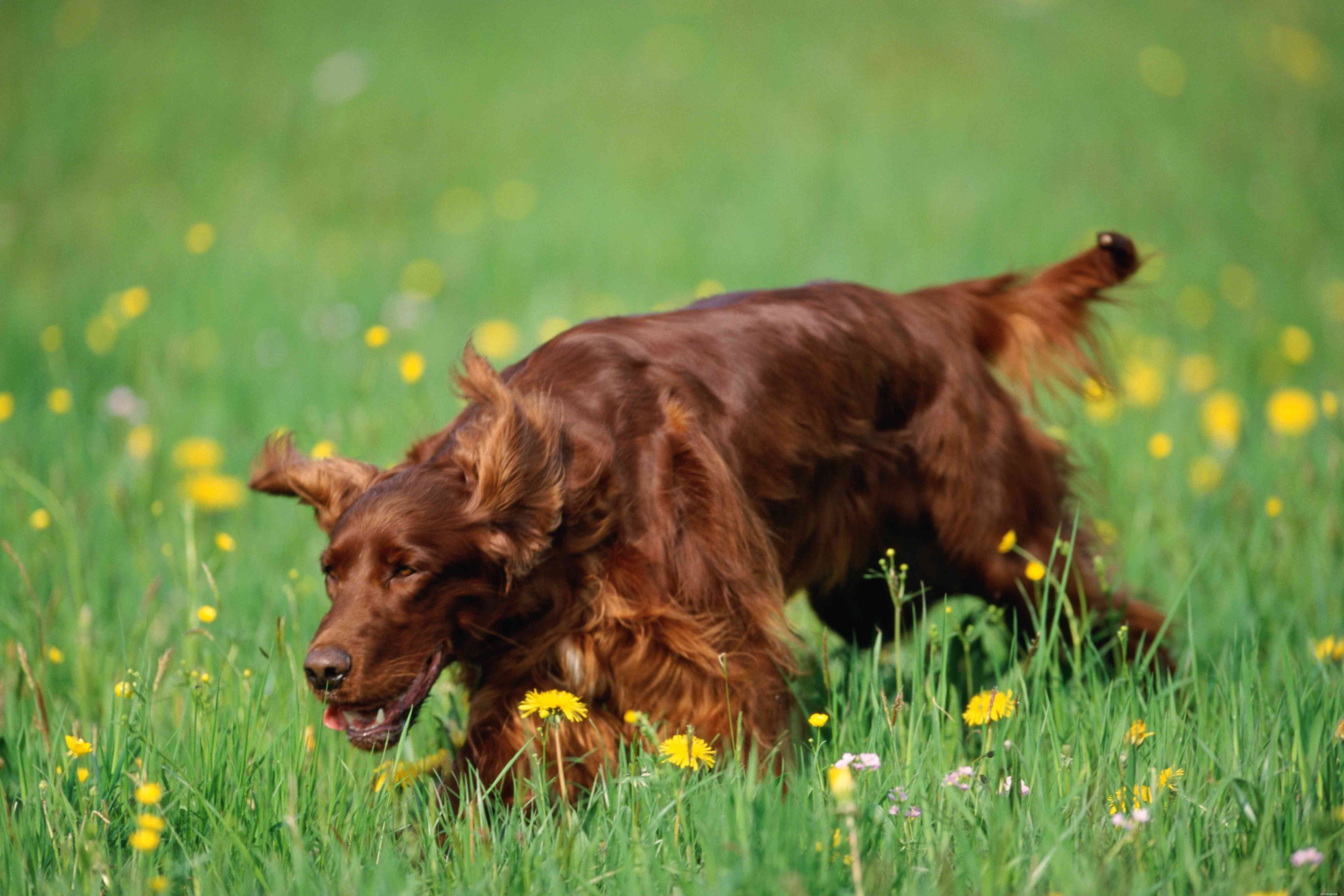 10 Pointing Dog Breeds: Tracking Mastery & Natural Instinct