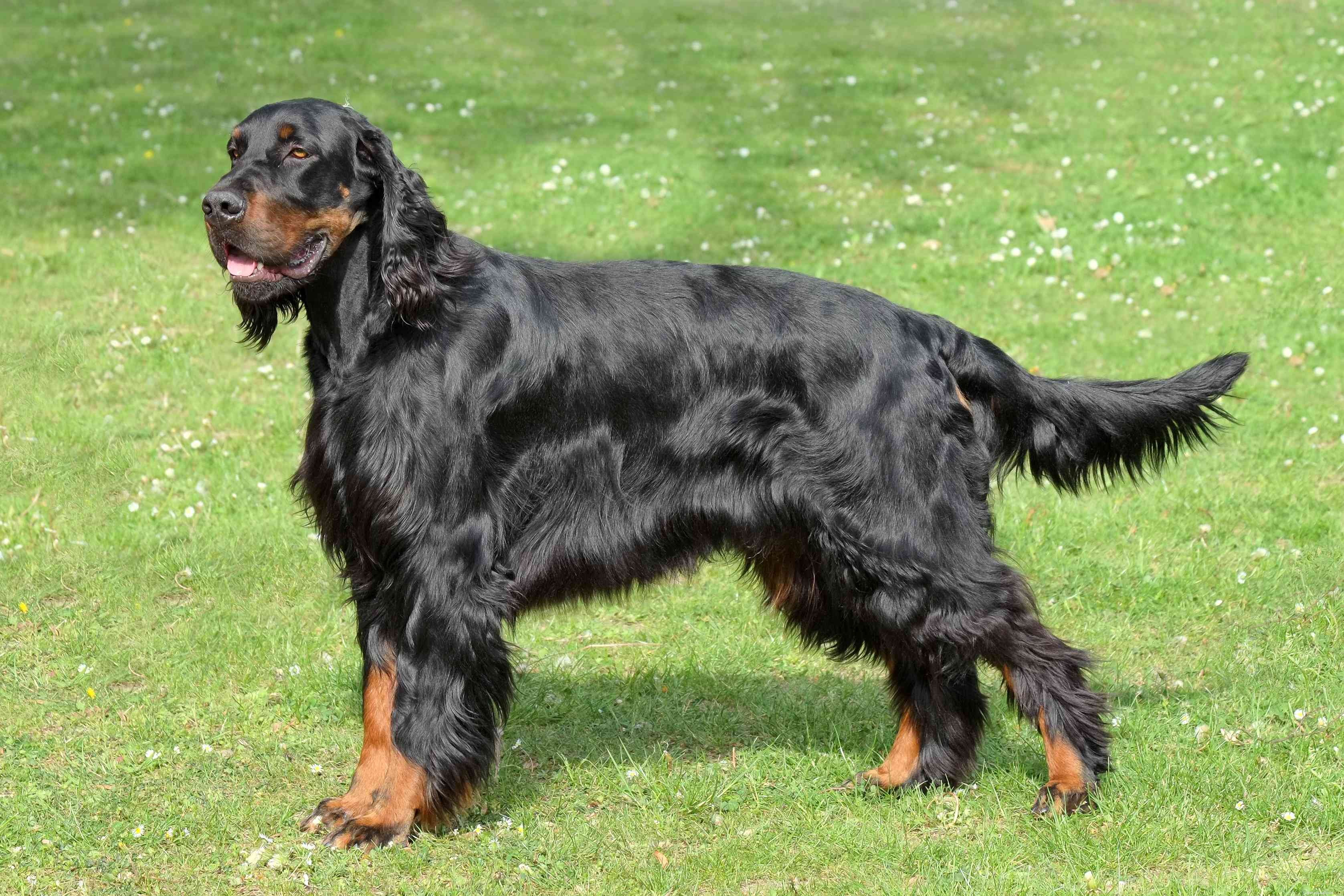 10 Pointing Dog Breeds: Tracking Mastery & Natural Instinct