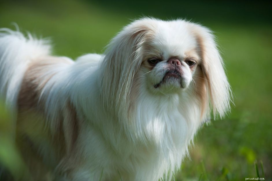 Discover Japan’s Top 11 Dog Breeds: From Ancient Hunters to Modern Companions